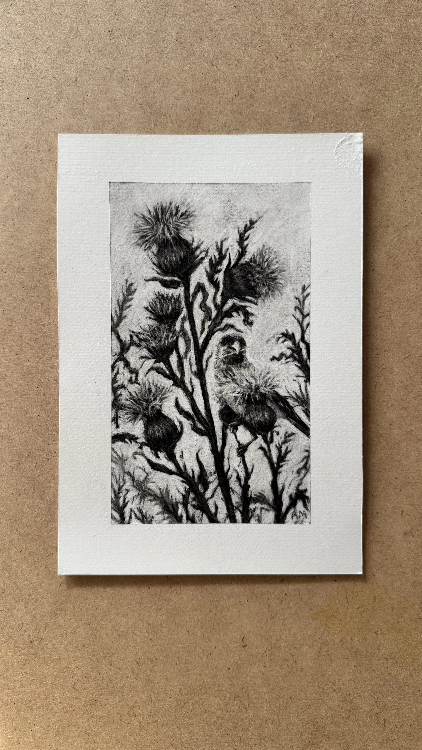 Thistle Study #2 - Original A5 Charcoal Drawing