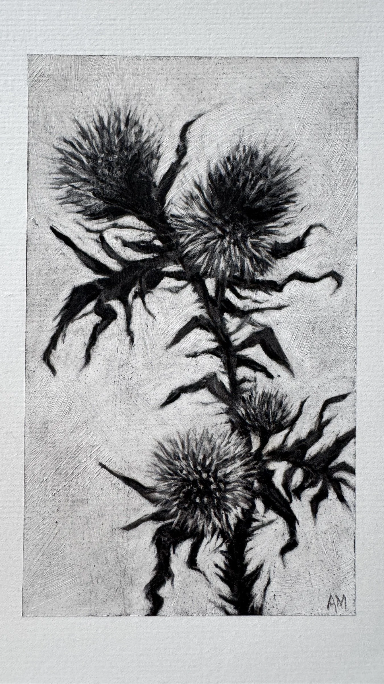 Antoinette_Mitchell_Artist_Thistle_Study4_b.jpg