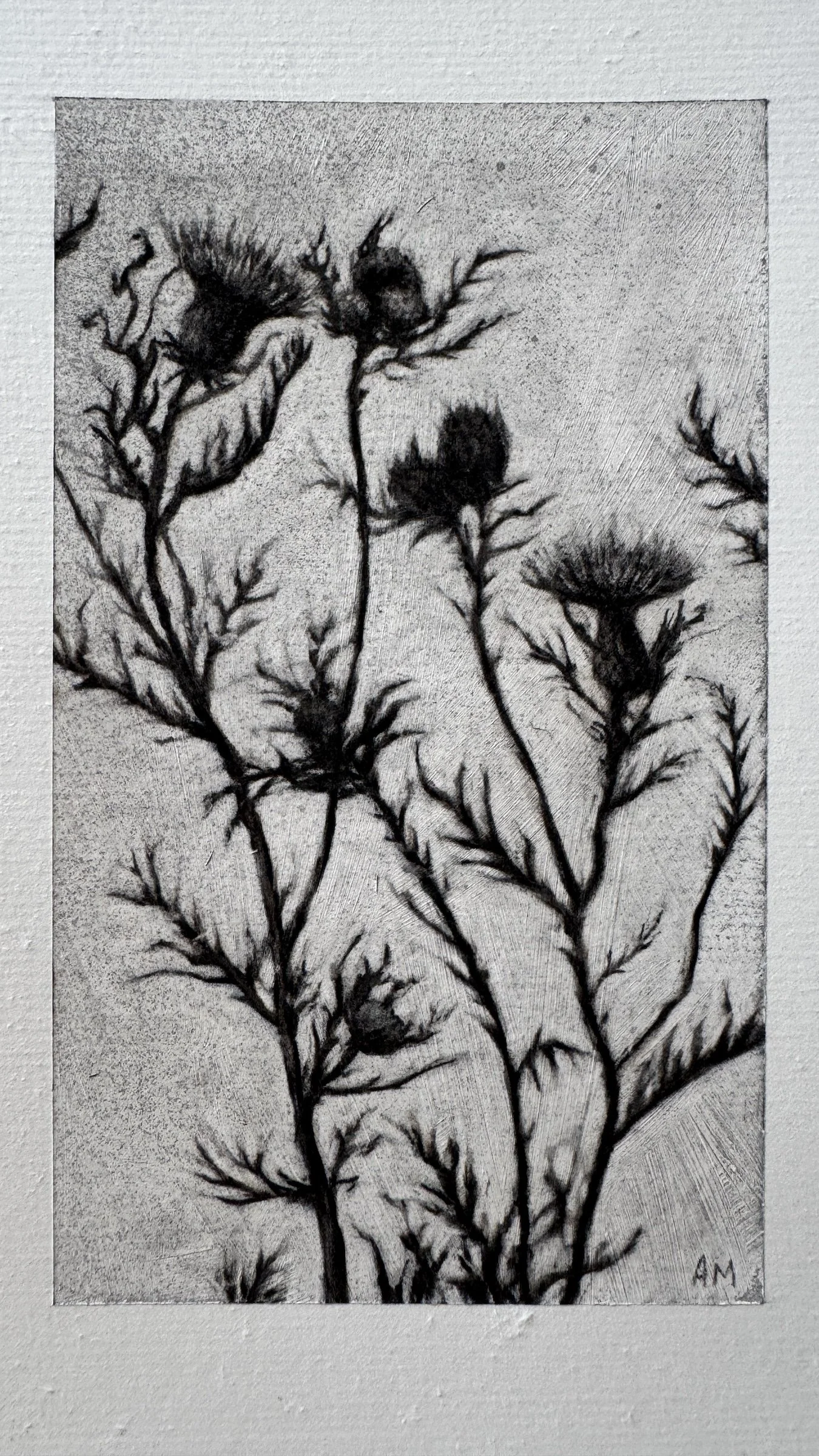 Antoinette_Mitchell_Artist_Thistle_Study1_b.jpg
