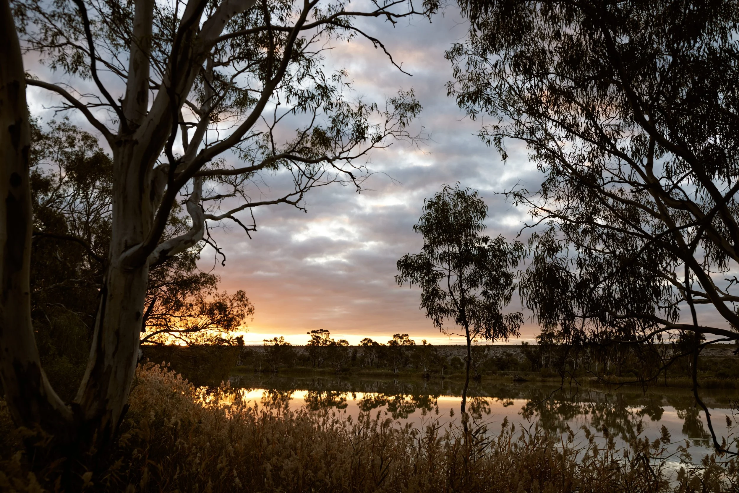 Sunset over a river with trees and clouds reflected in the water, with tall grasses in the foreground.