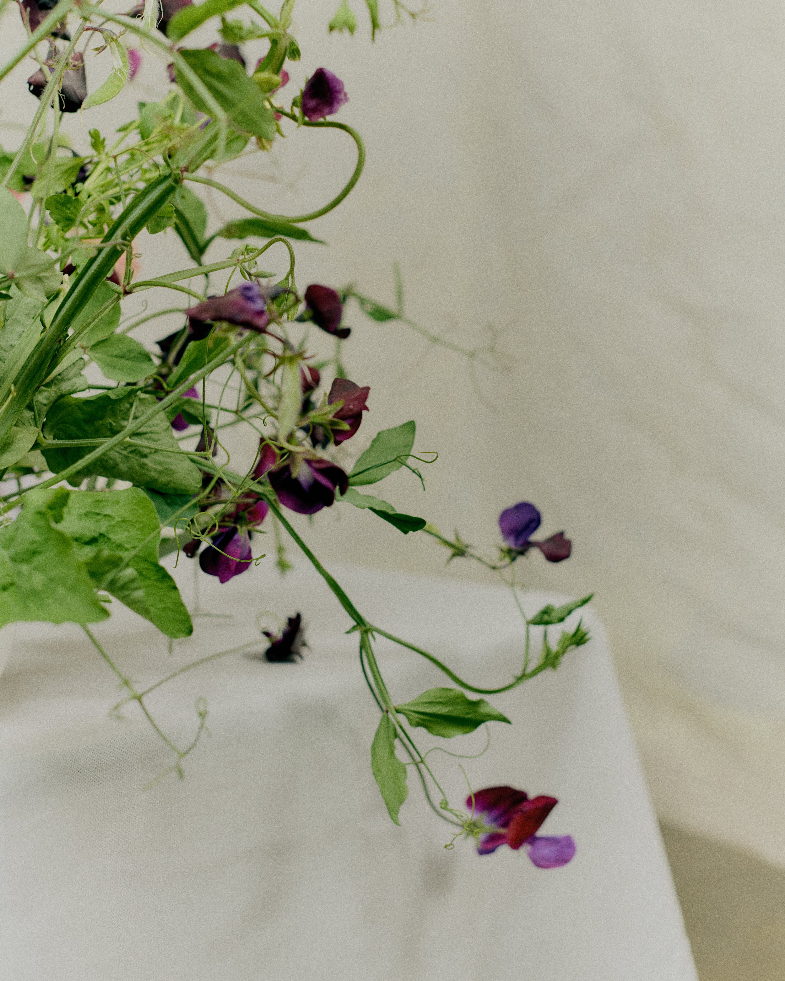 261801_FLOWERSONTHEEDGE_TILLYWACE_1016.jpg