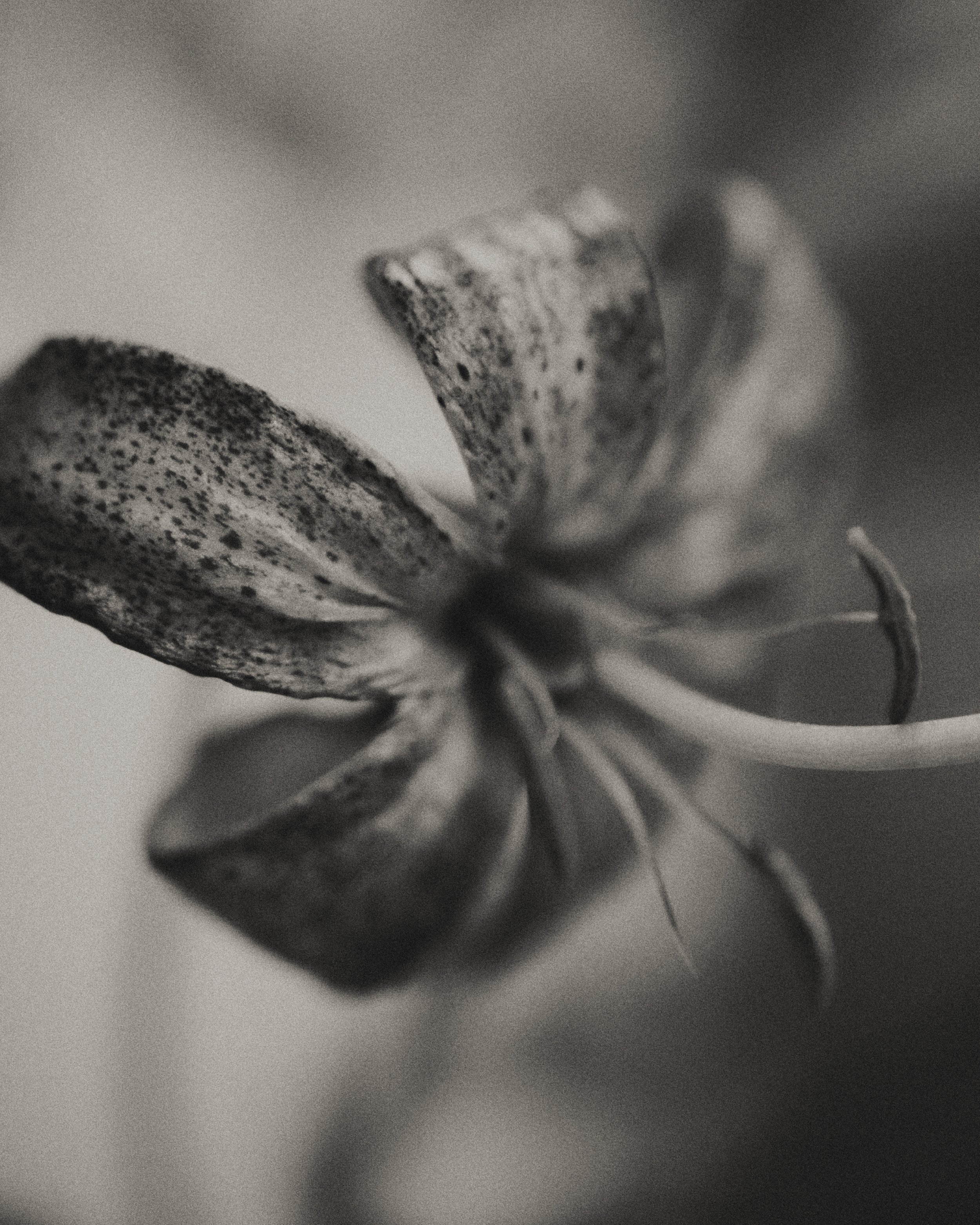261801_FLOWERSONTHEEDGE_TILLYWACE_0682.jpg