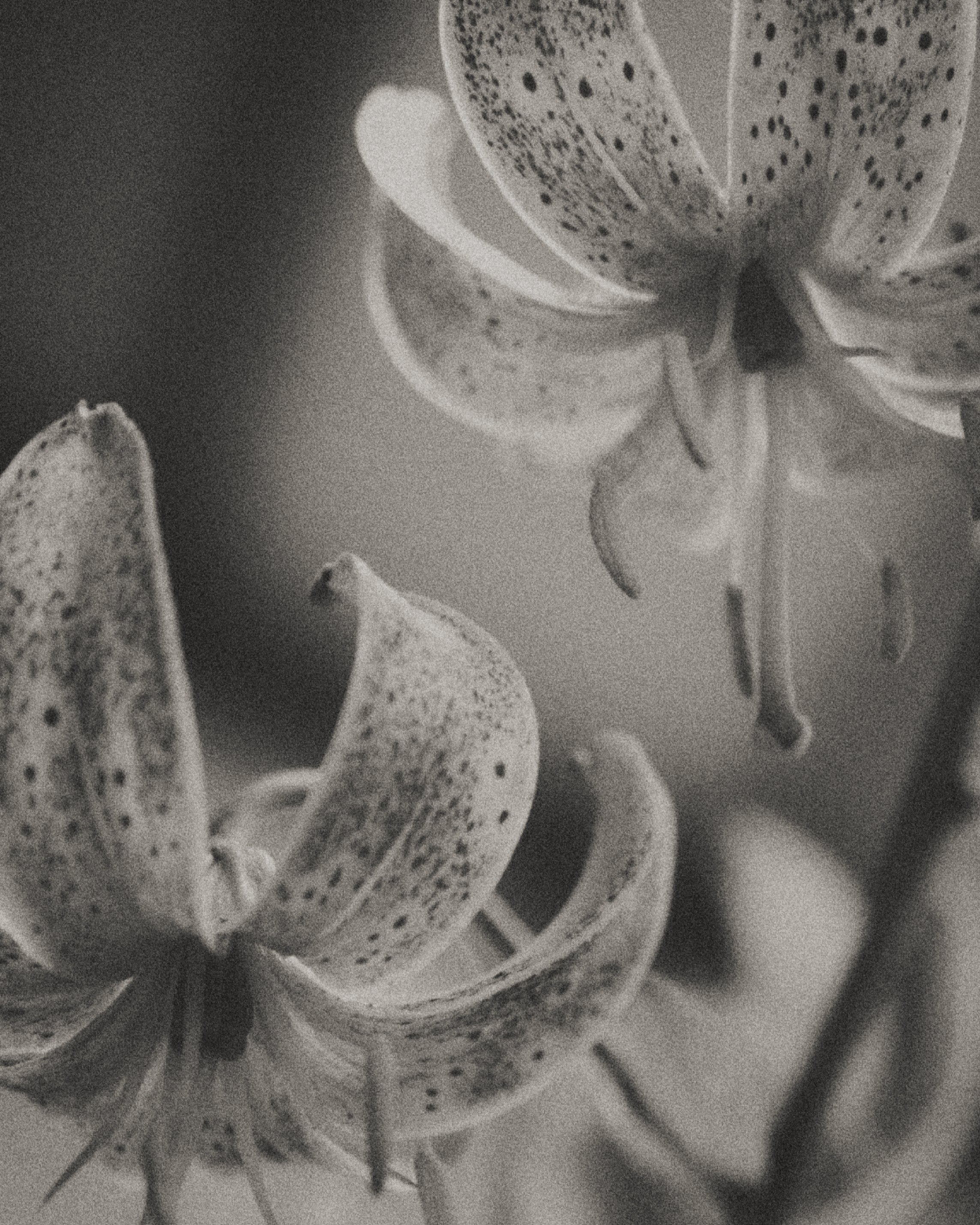 261801_FLOWERSONTHEEDGE_TILLYWACE_0683.jpg