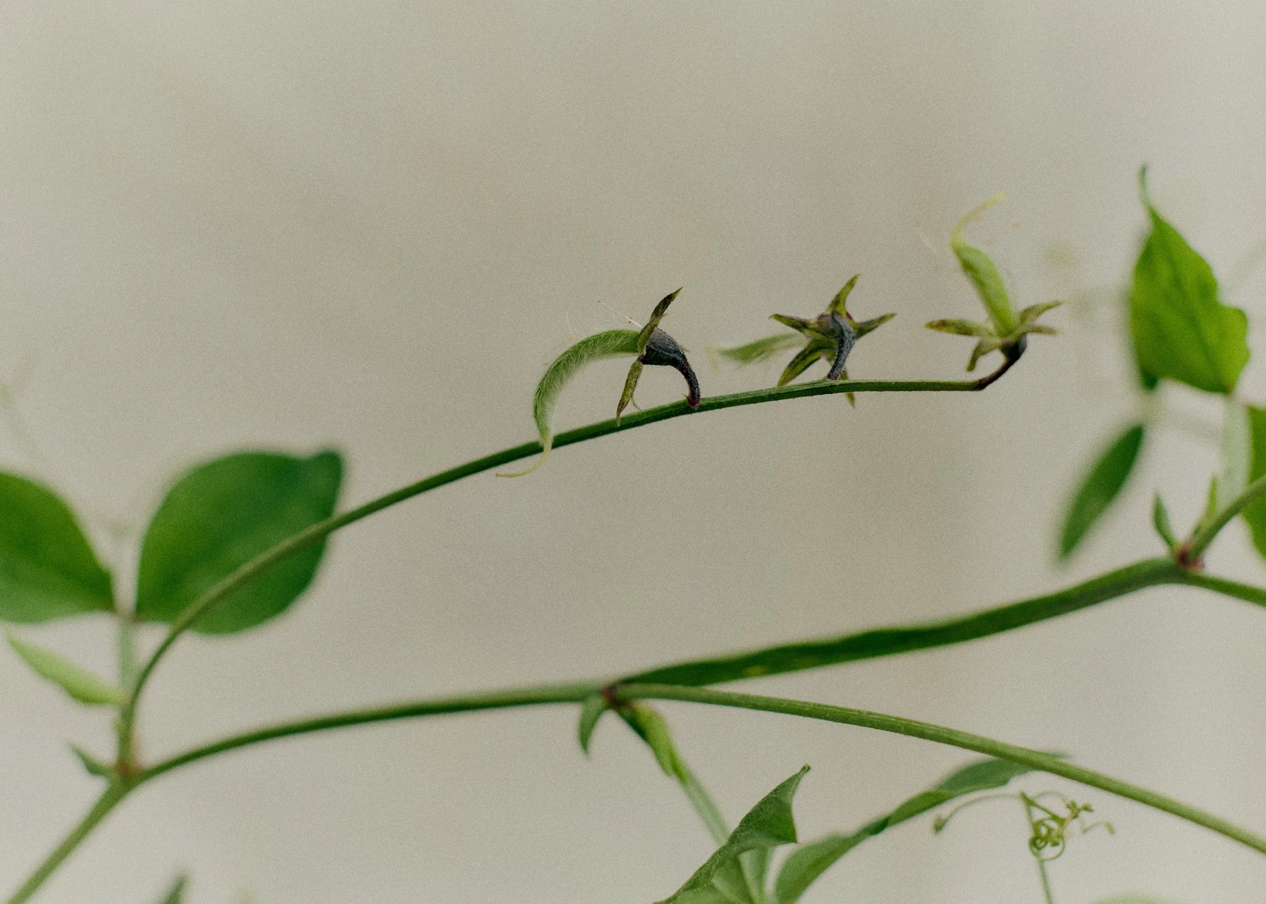 261801_FLOWERSONTHEEDGE_TILLYWACE_1023.jpg