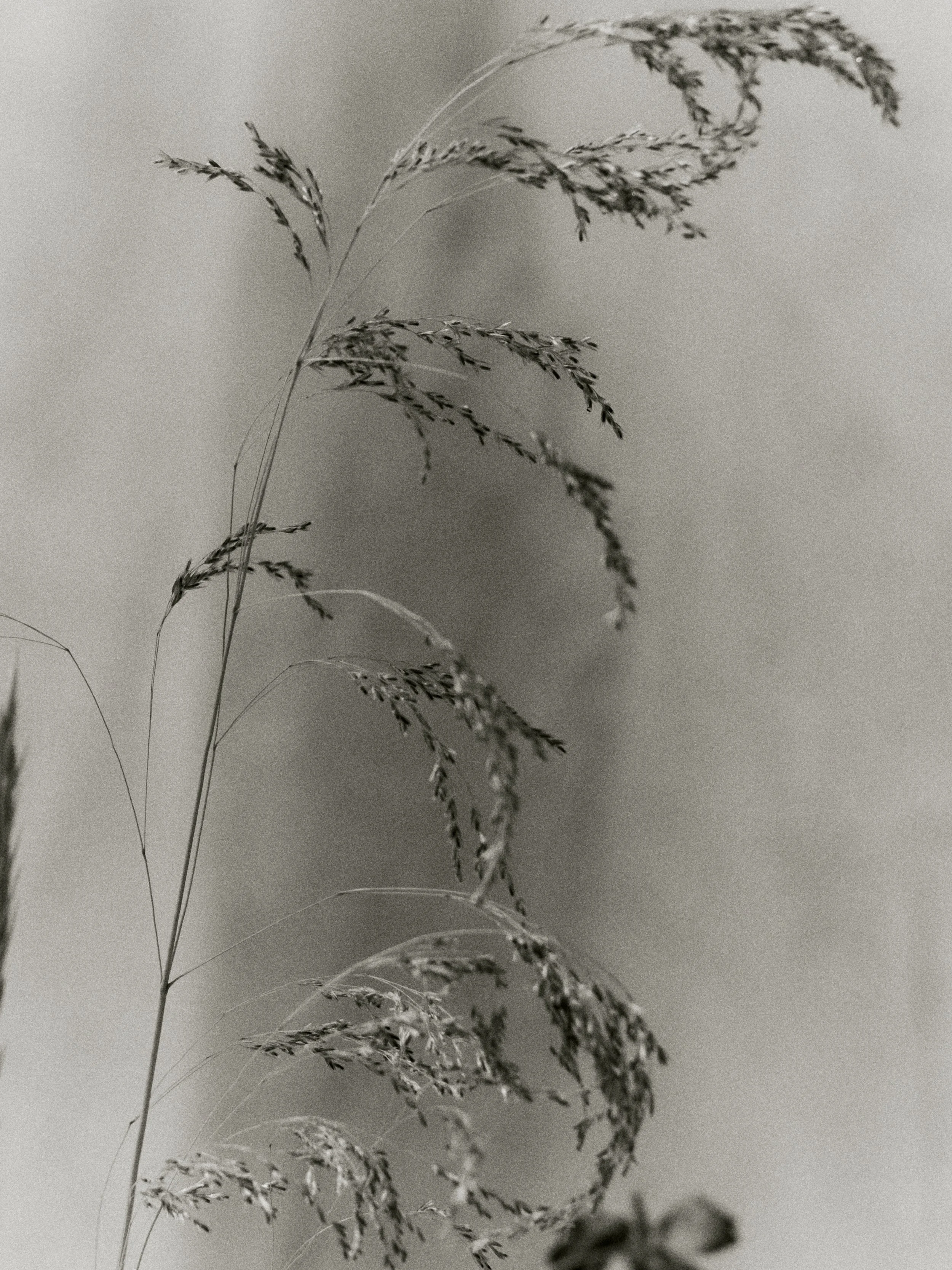 261801_FLOWERSONTHEEDGE_TILLYWACE_1370.jpg