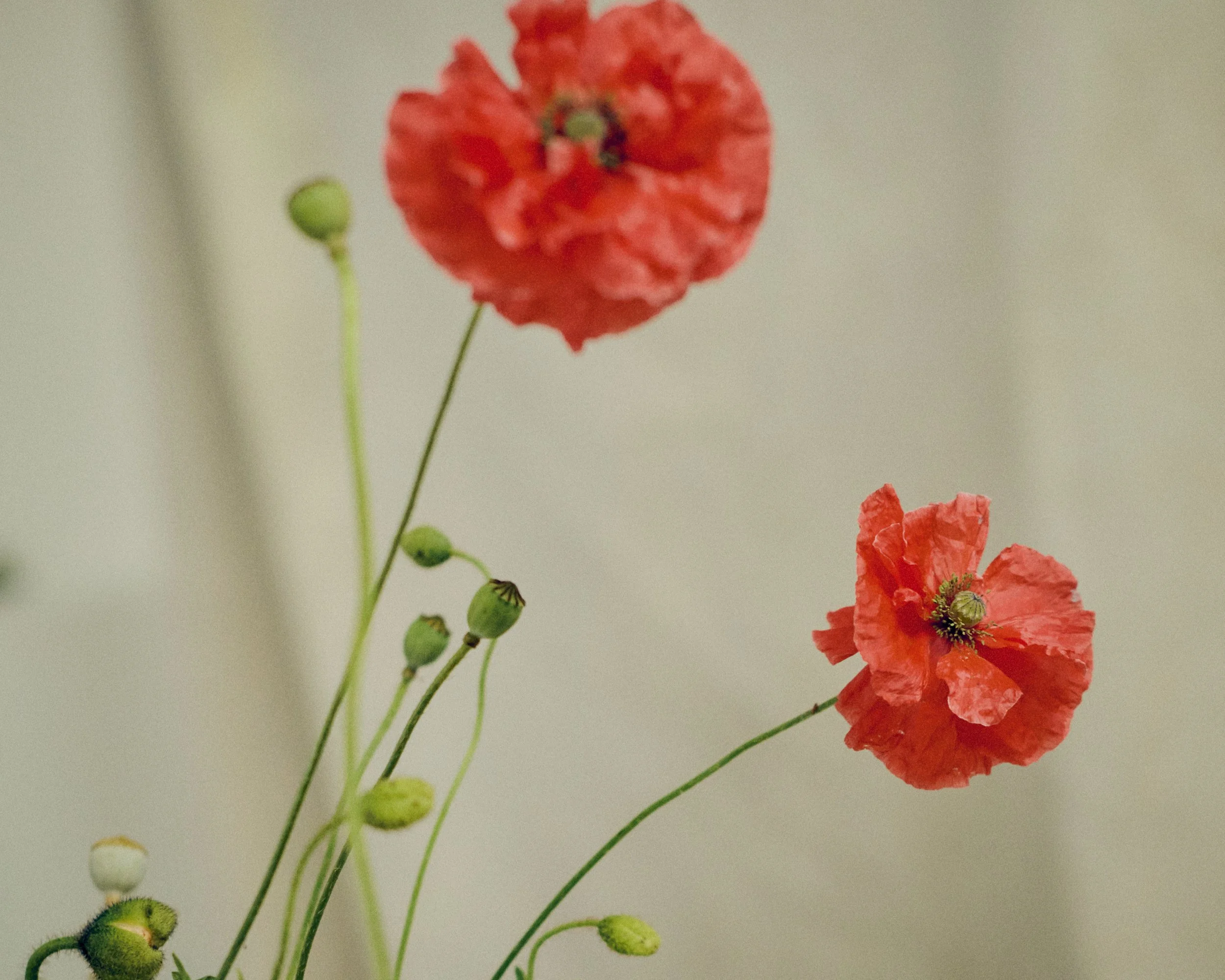 261801_FLOWERSONTHEEDGE_TILLYWACE_1706 copy.jpg