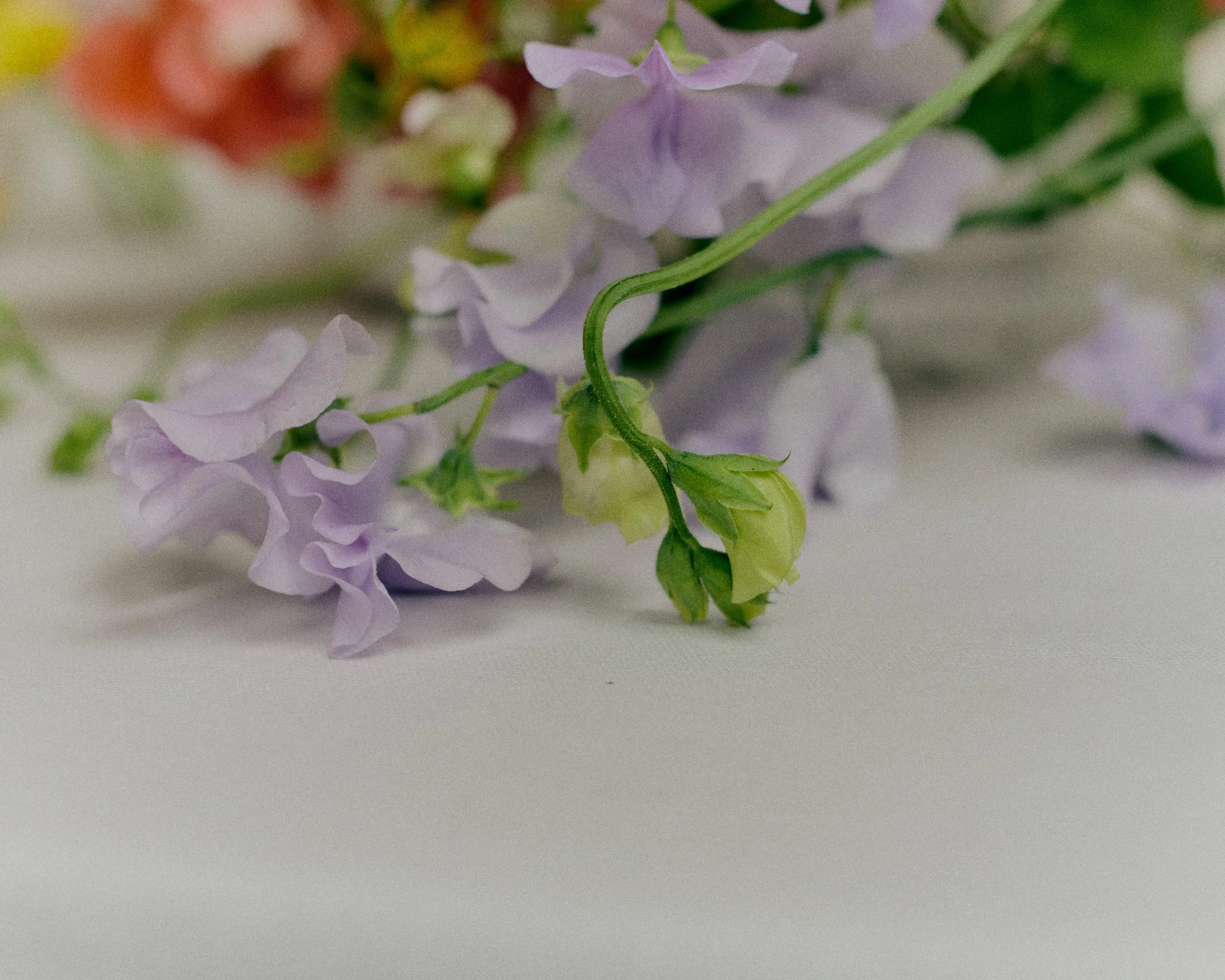 261801_FLOWERSONTHEEDGE_TILLYWACE_0987.jpg