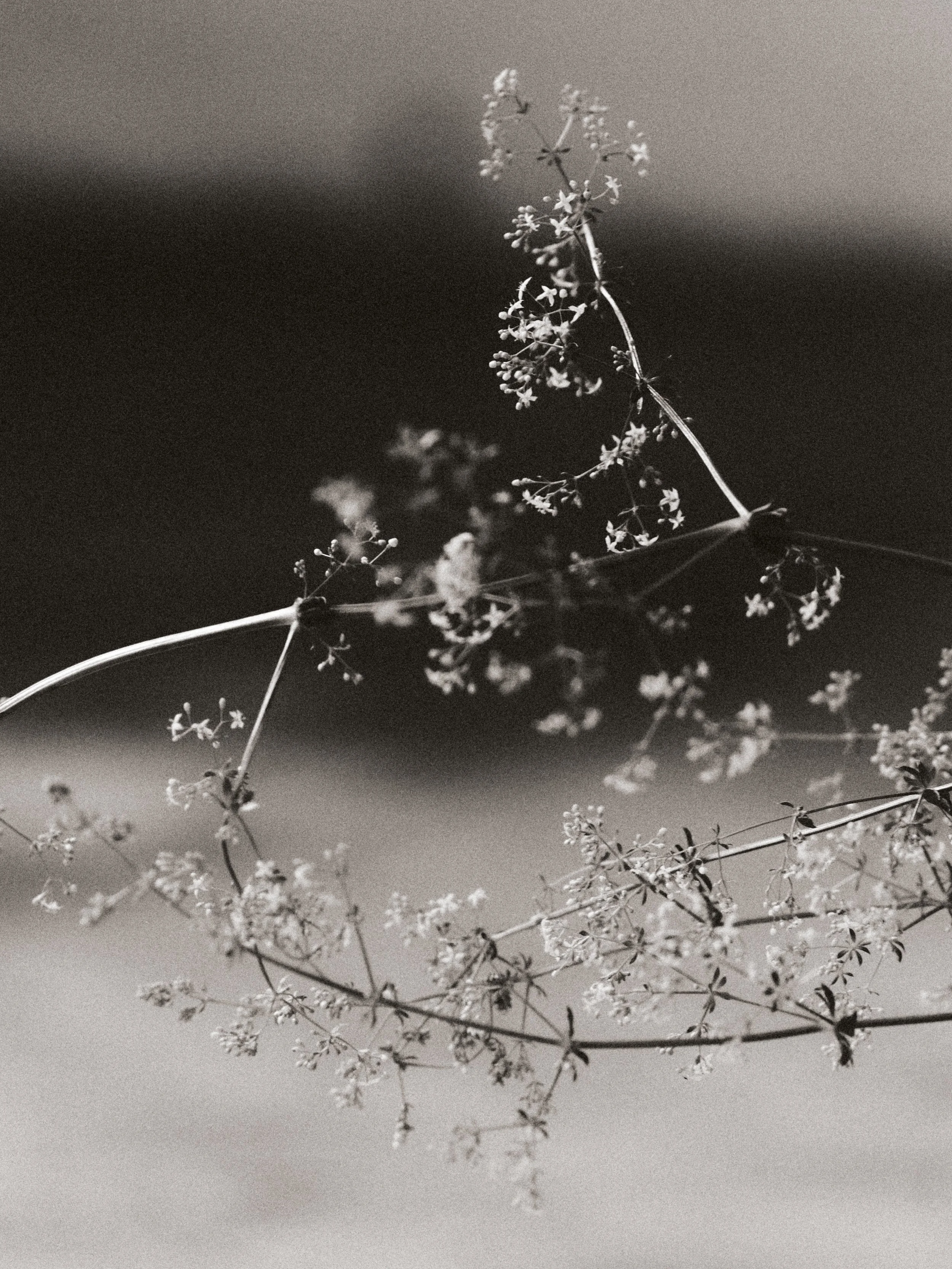 261801_FLOWERSONTHEEDGE_TILLYWACE_1427.jpg