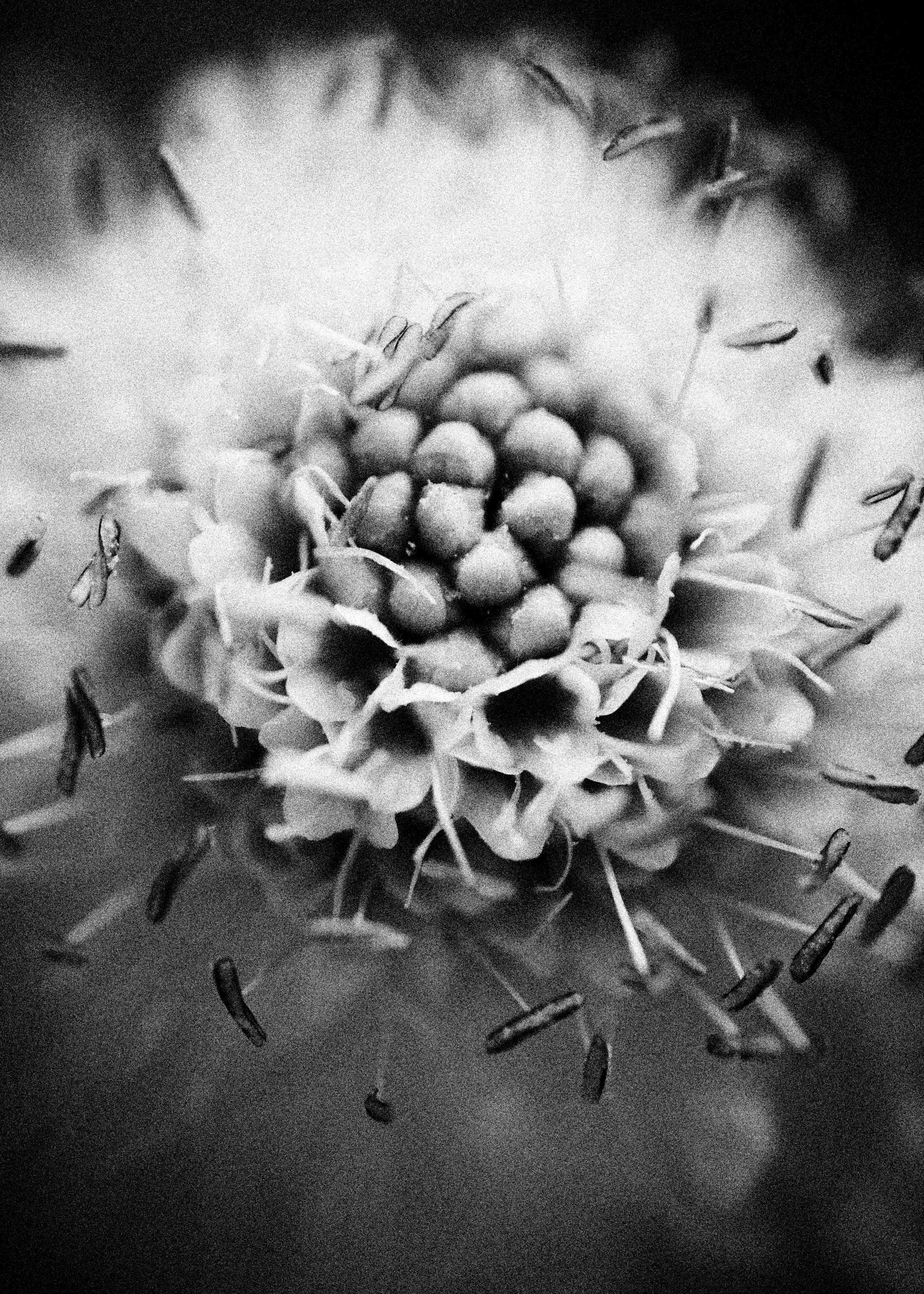 261801_FLOWERSONTHEEDGE_TILLYWACE_0692.jpg