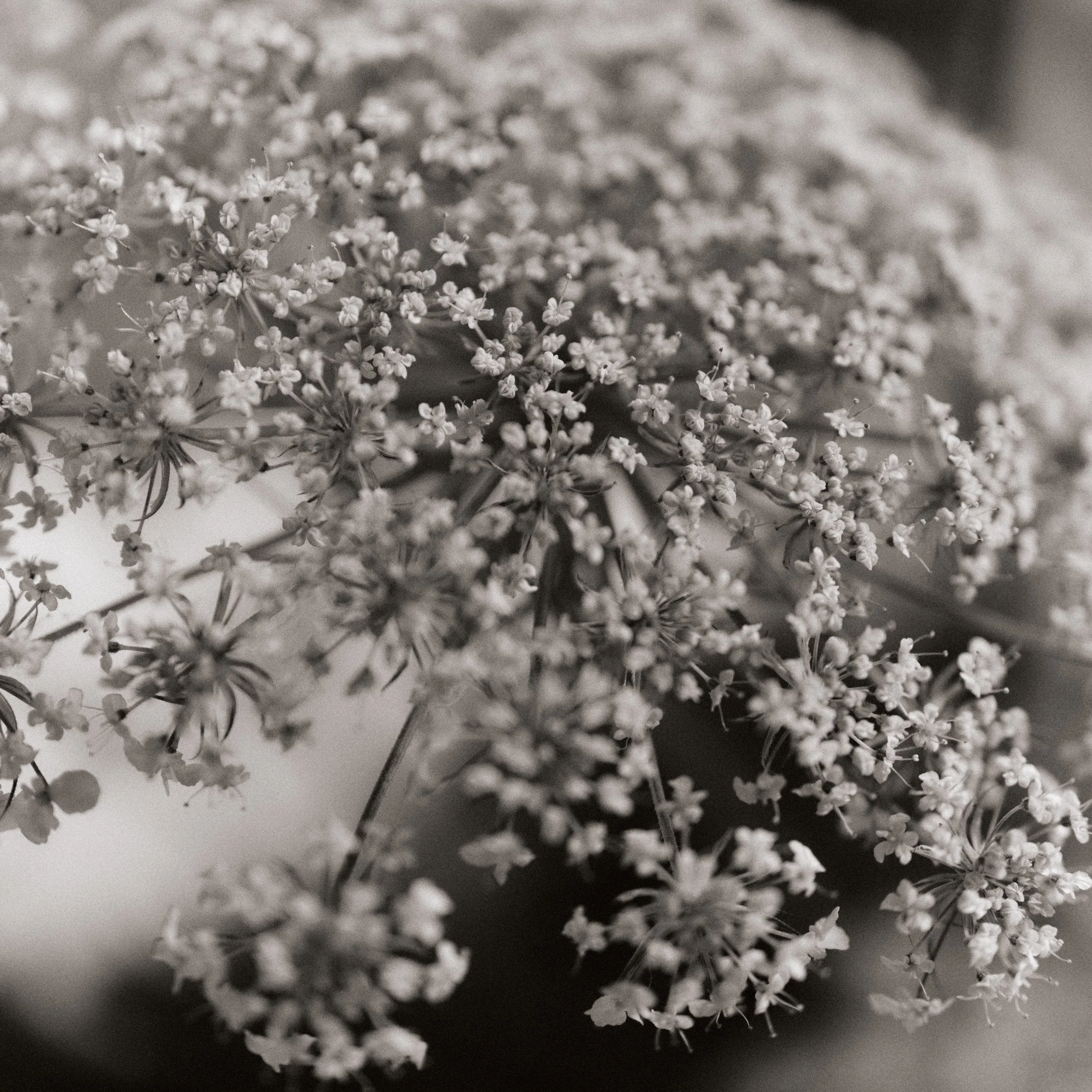 261801_FLOWERSONTHEEDGE_TILLYWACE_1392.jpg