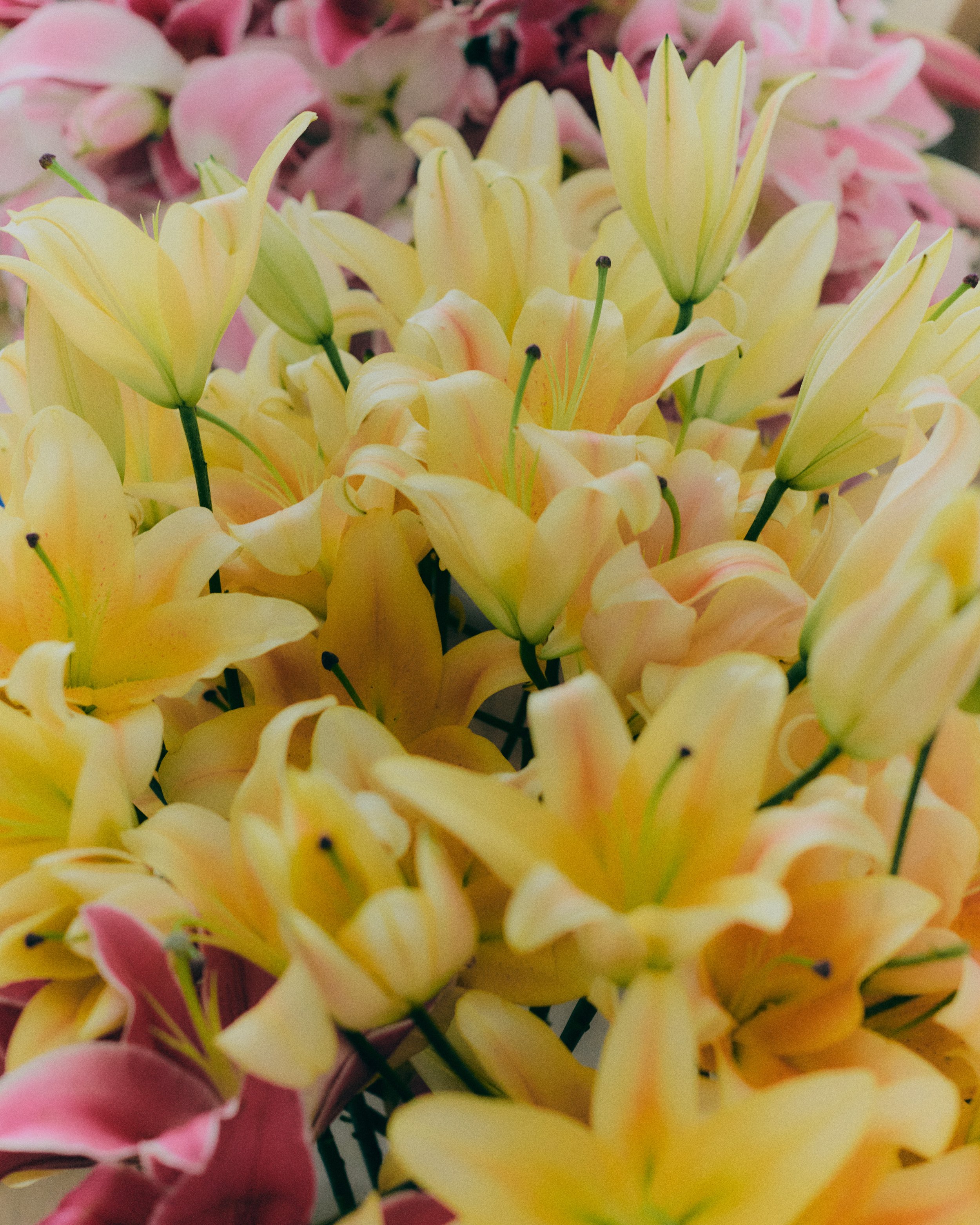 Copy of 259619_FlowersOnTheEdge_0307.jpg