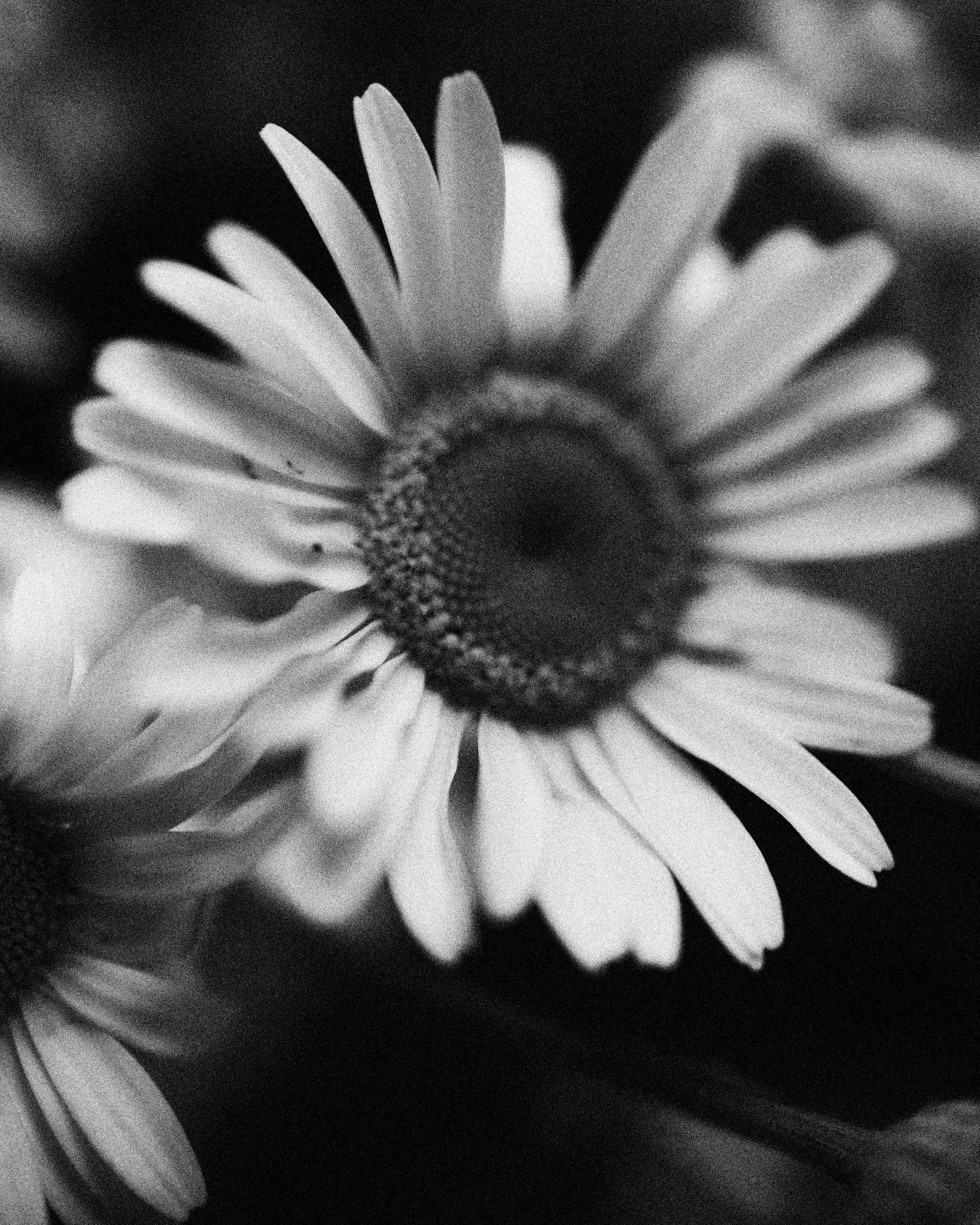 261801_FLOWERSONTHEEDGE_TILLYWACE_0695 2.jpg