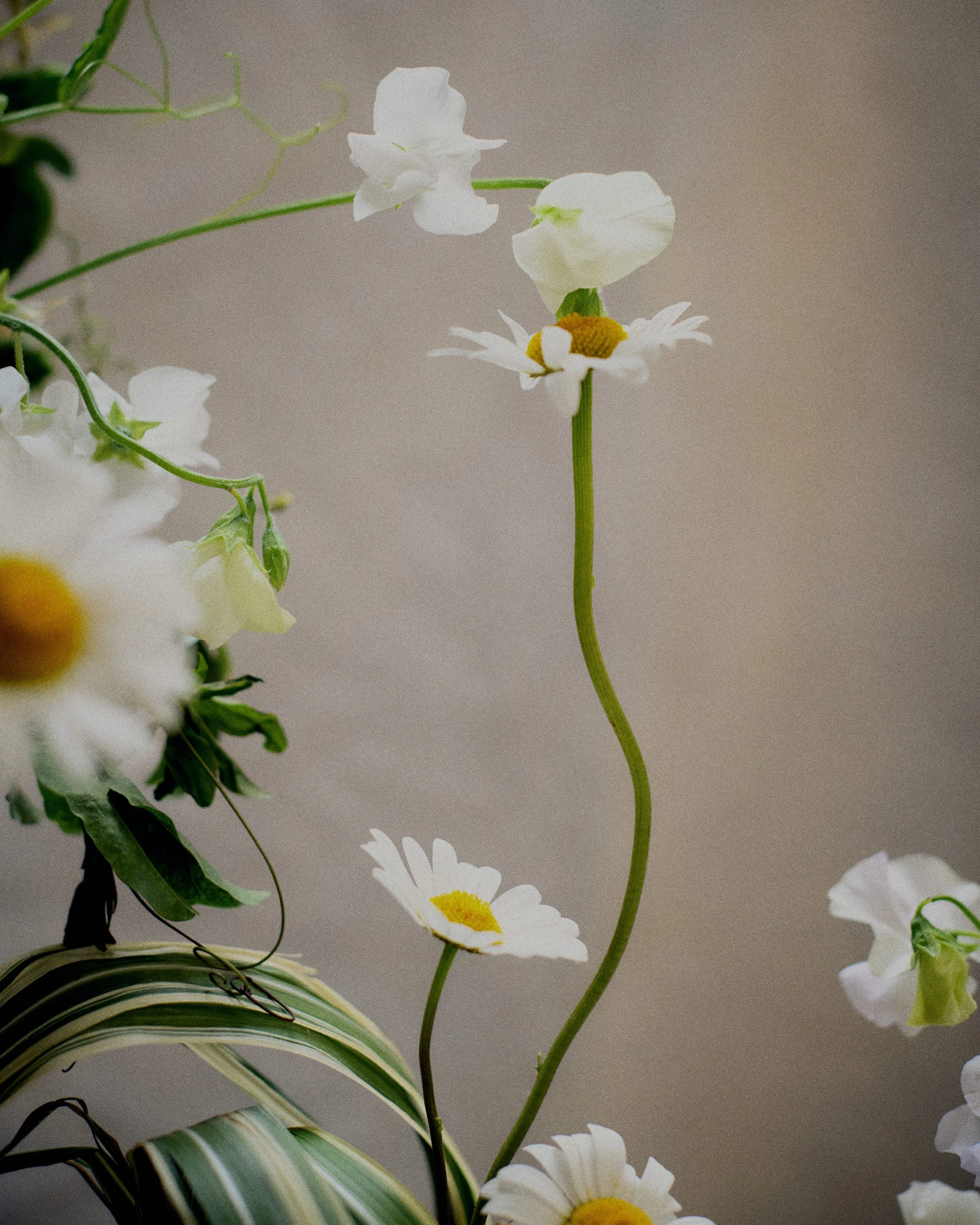 261801_FLOWERSONTHEEDGE_TILLYWACE_1754.jpg