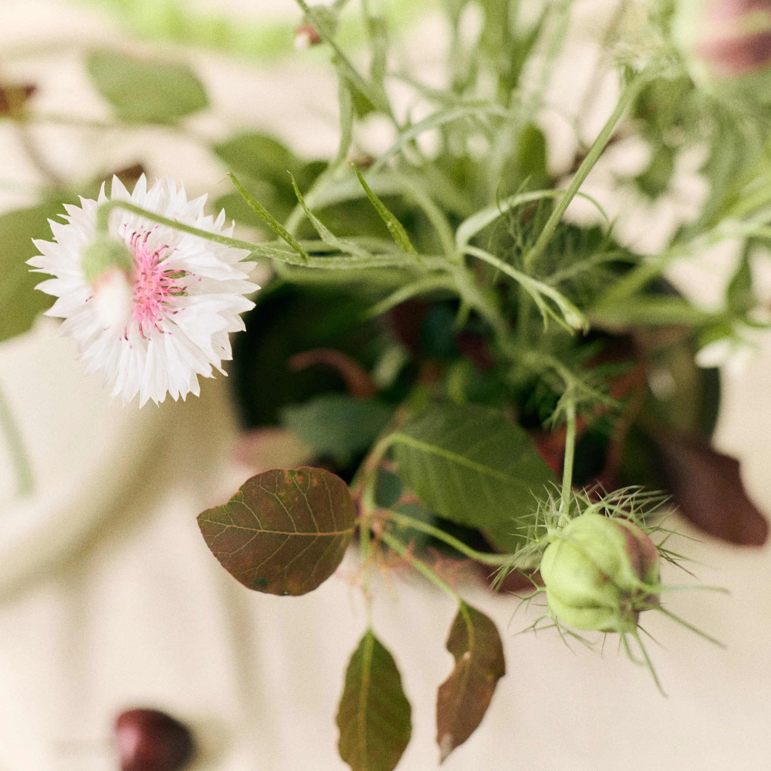 261801_FLOWERSONTHEEDGE_TILLYWACE_0795.jpg