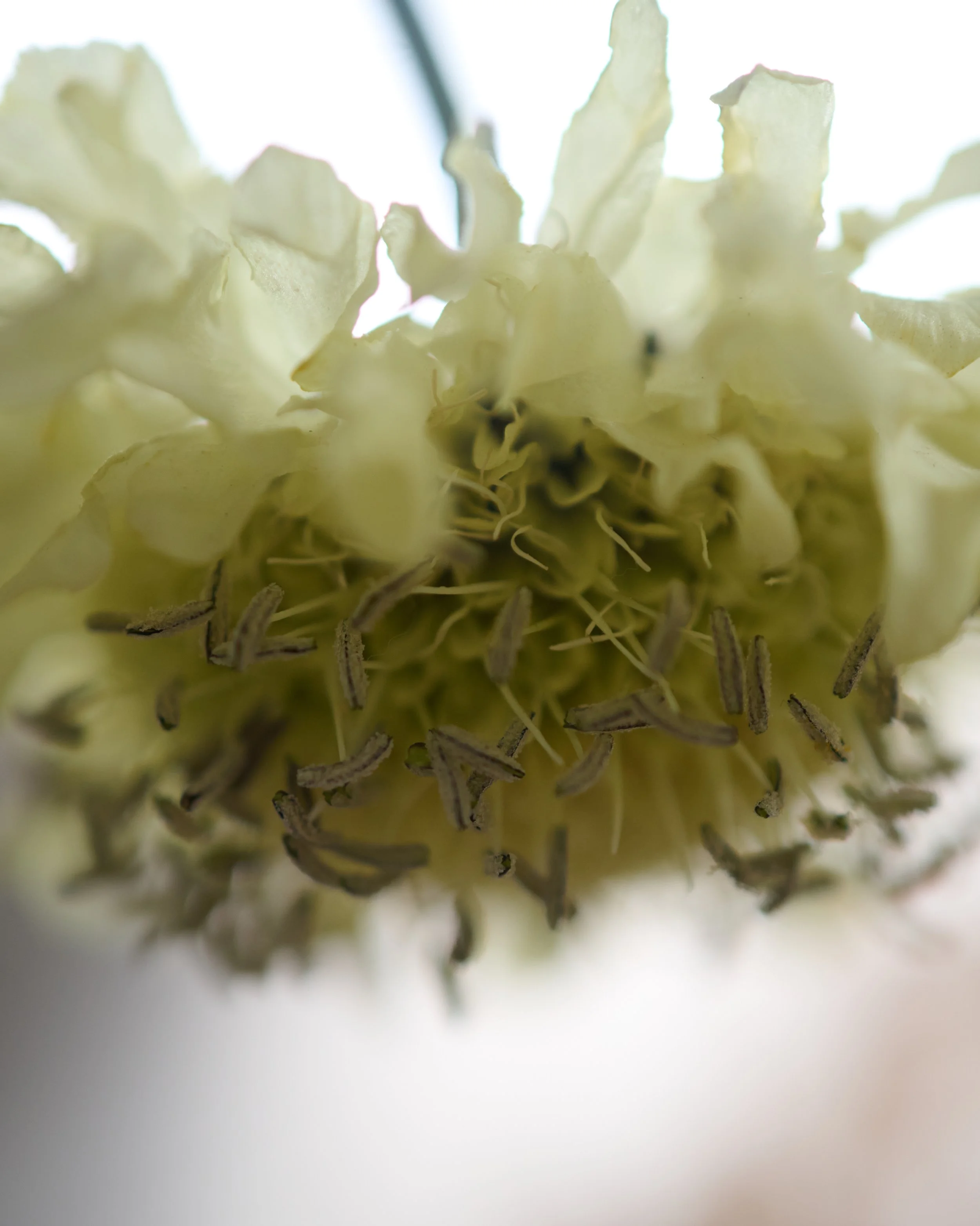 261801_FLOWERSONTHEEDGE_TILLYWACE_0681.jpg