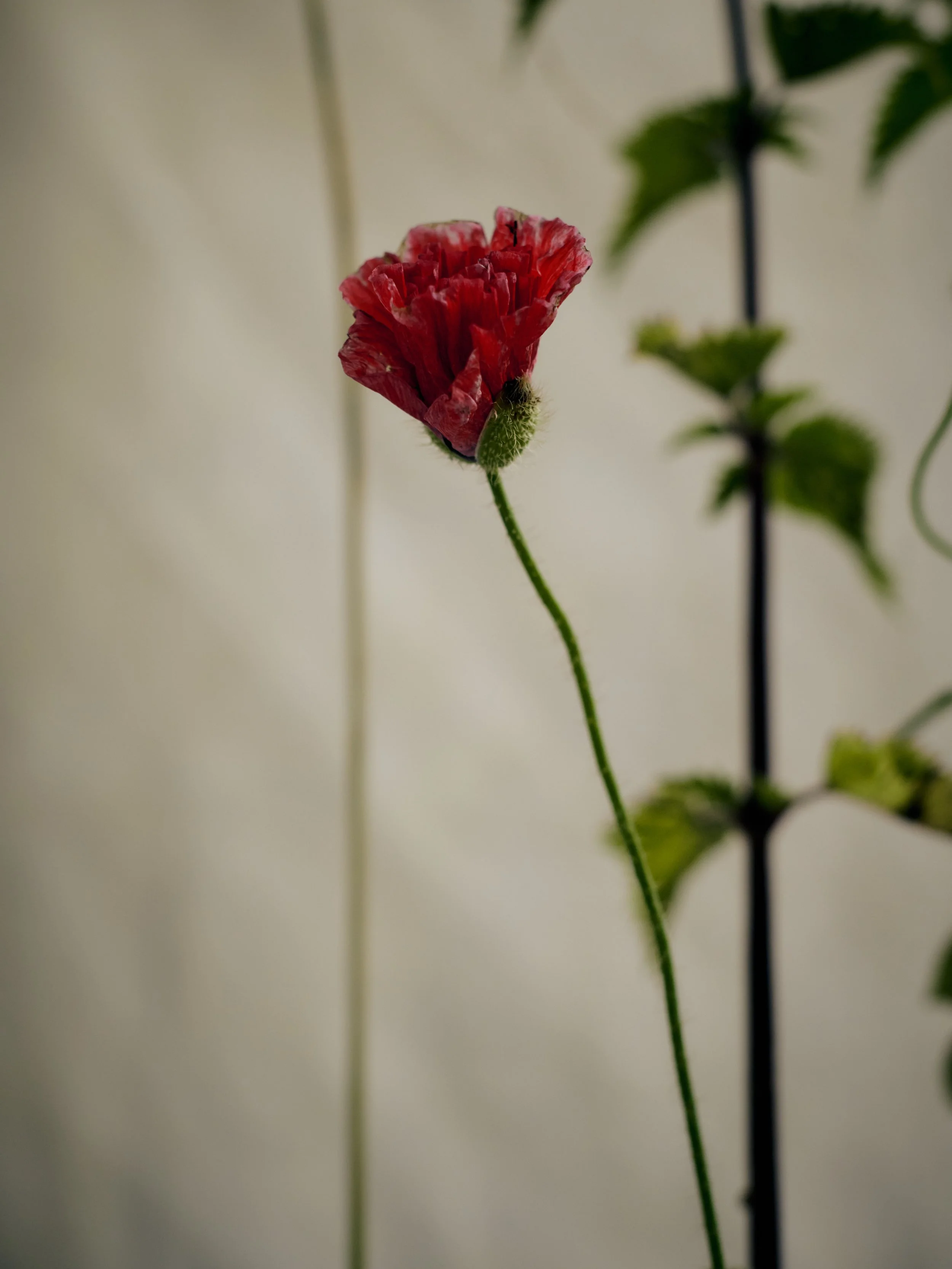 261801_FLOWERSONTHEEDGE_TILLYWACE_1560.jpg
