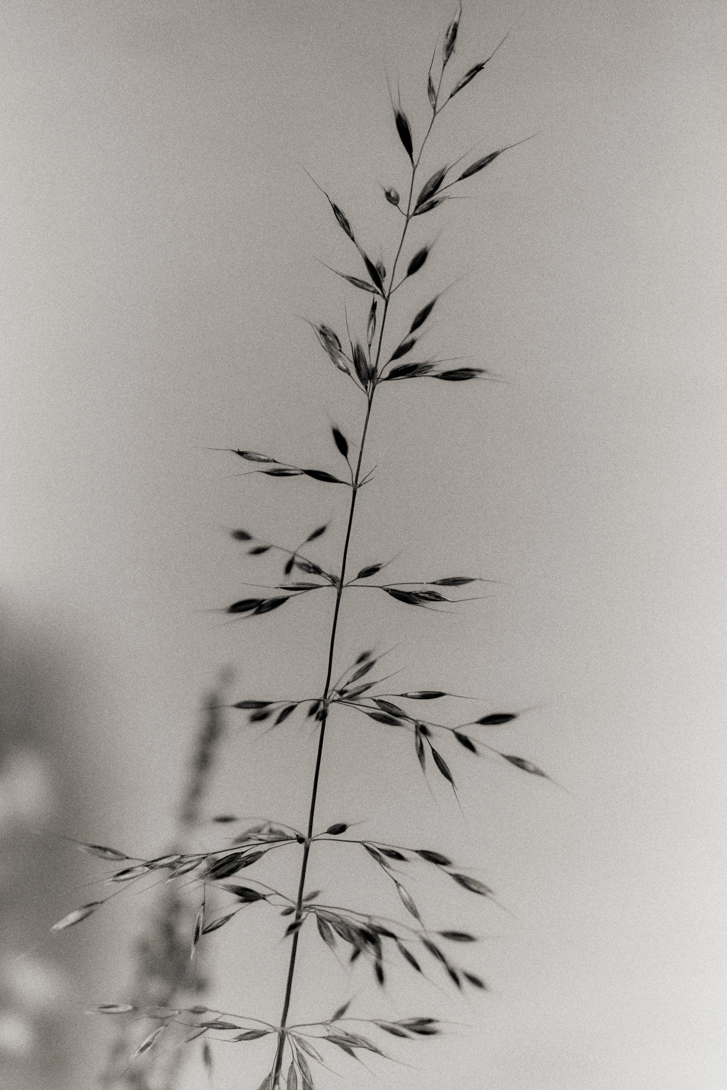 261801_FLOWERSONTHEEDGE_TILLYWACE_1398.jpg