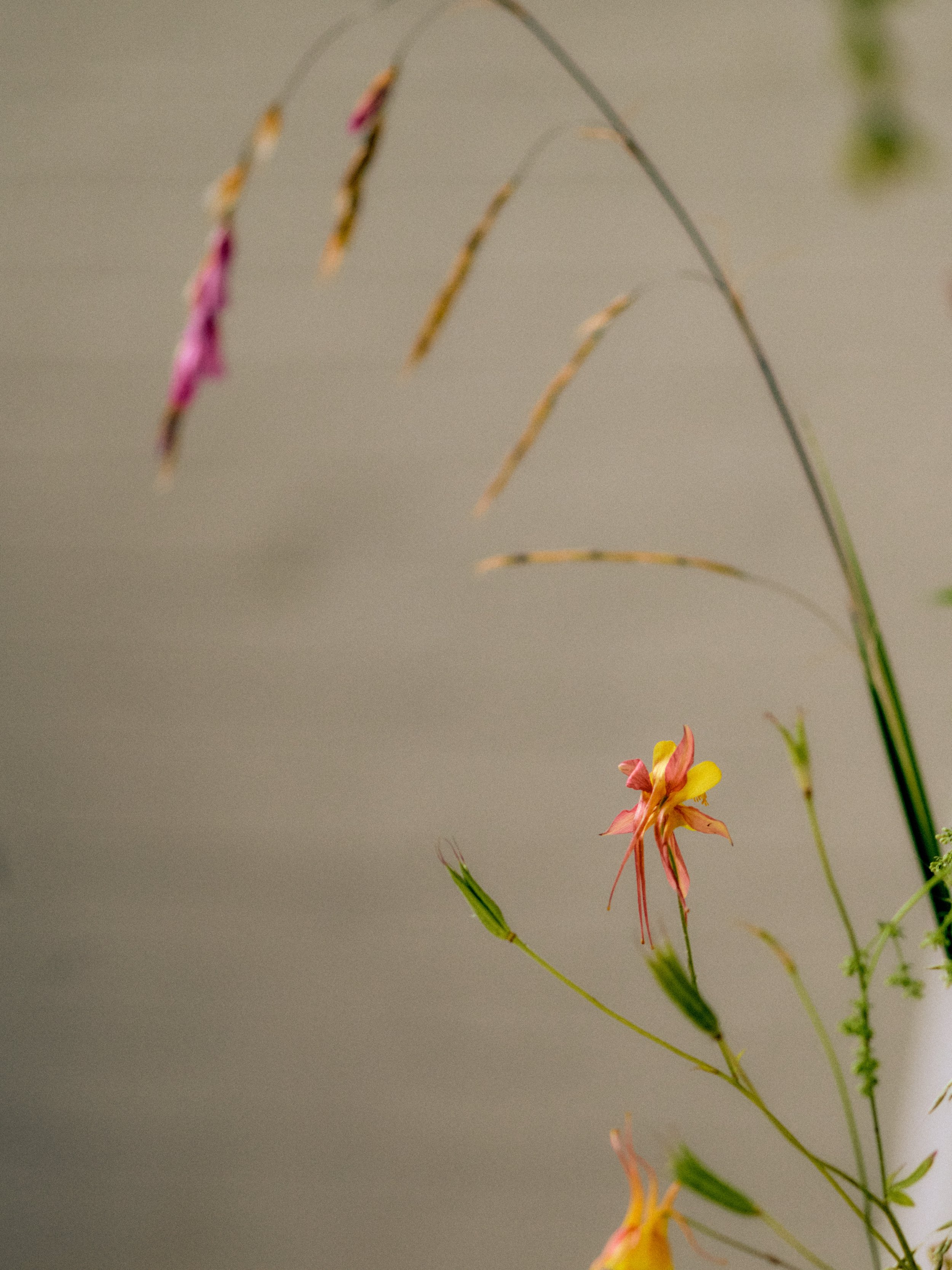 261801_FLOWERSONTHEEDGE_TILLYWACE_1426.jpg