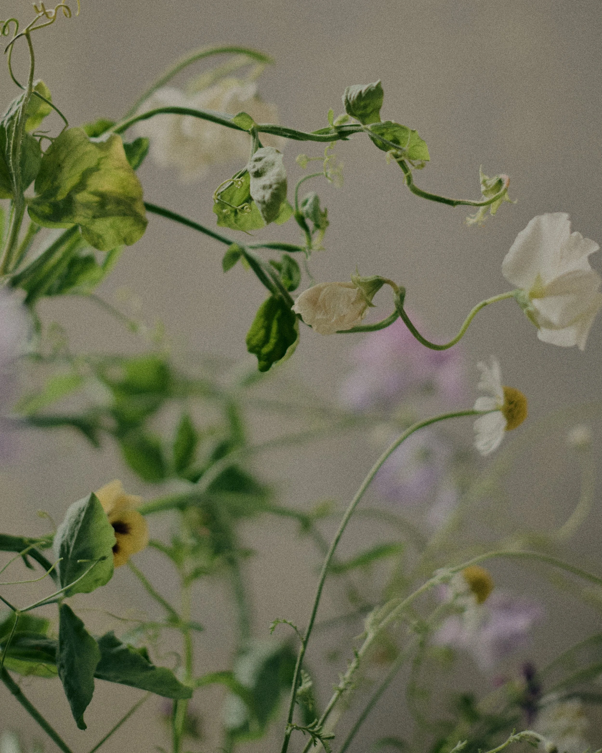 261801_FLOWERSONTHEEDGE_TILLYWACE_1846.jpg