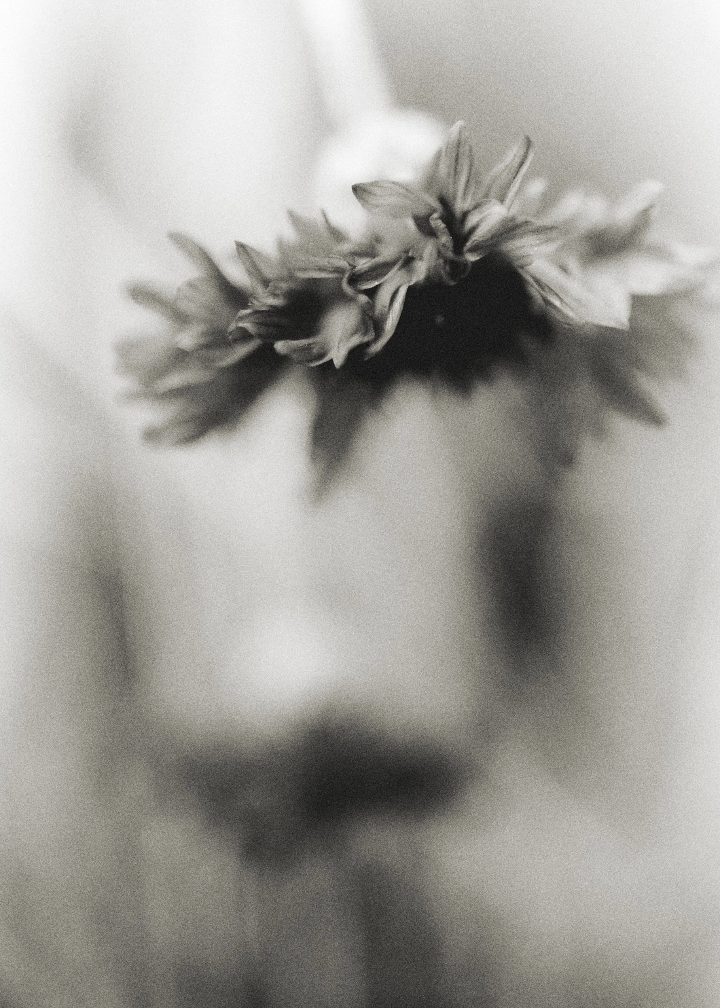 261801_FLOWERSONTHEEDGE_TILLYWACE_0679.jpg
