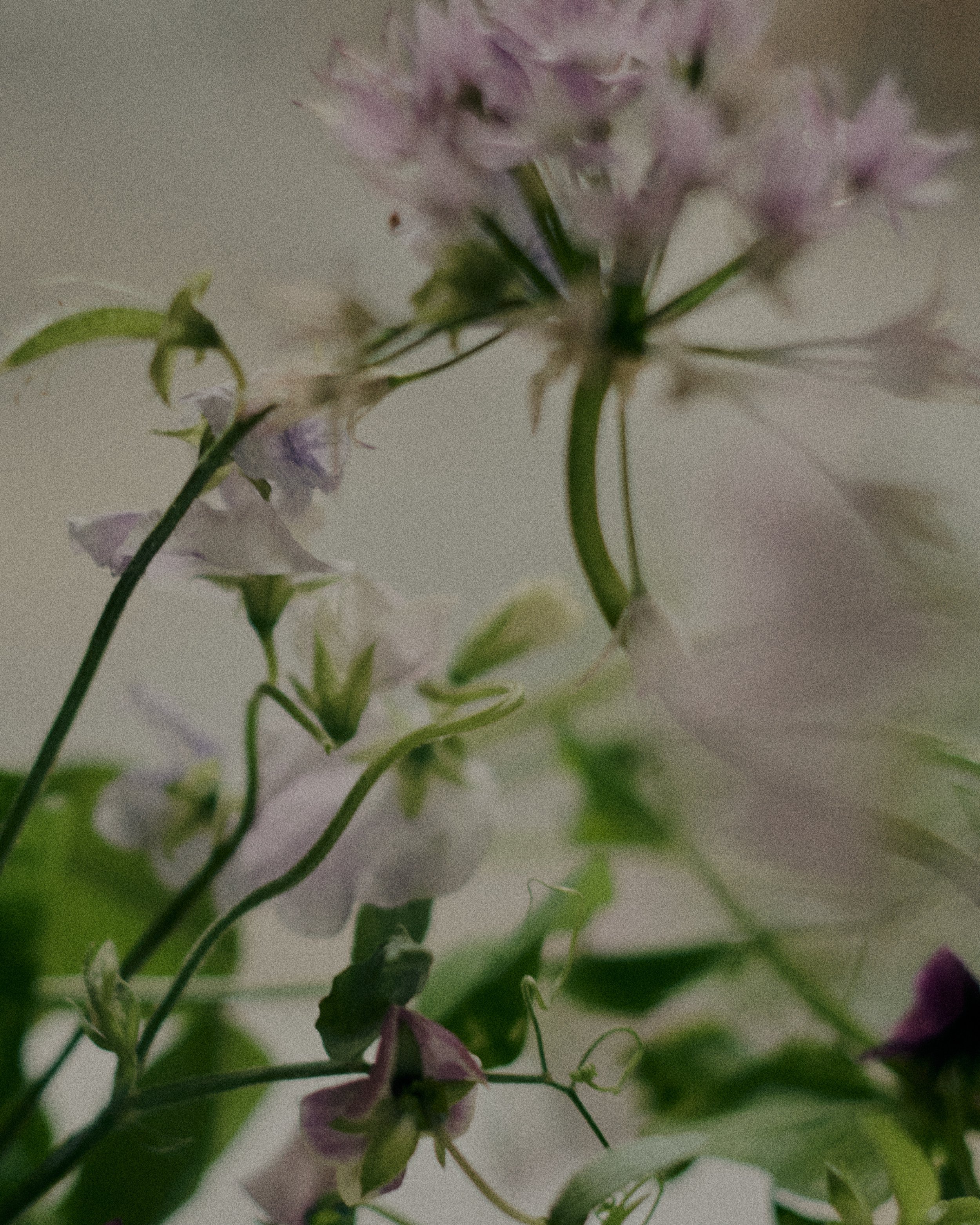 261801_FLOWERSONTHEEDGE_TILLYWACE_1870.jpg