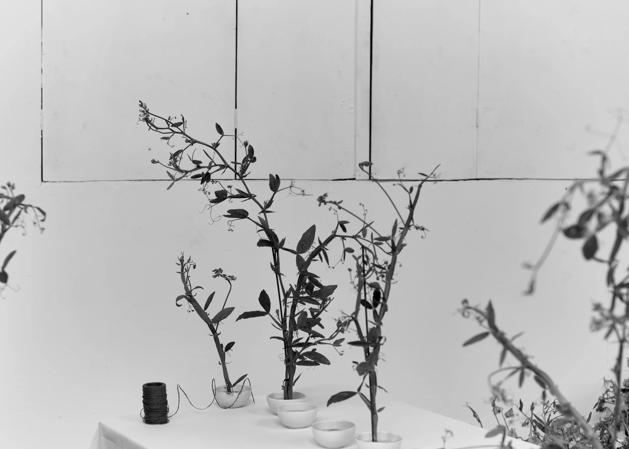 261801_FLOWERSONTHEEDGE_TILLYWACE_0399.jpg