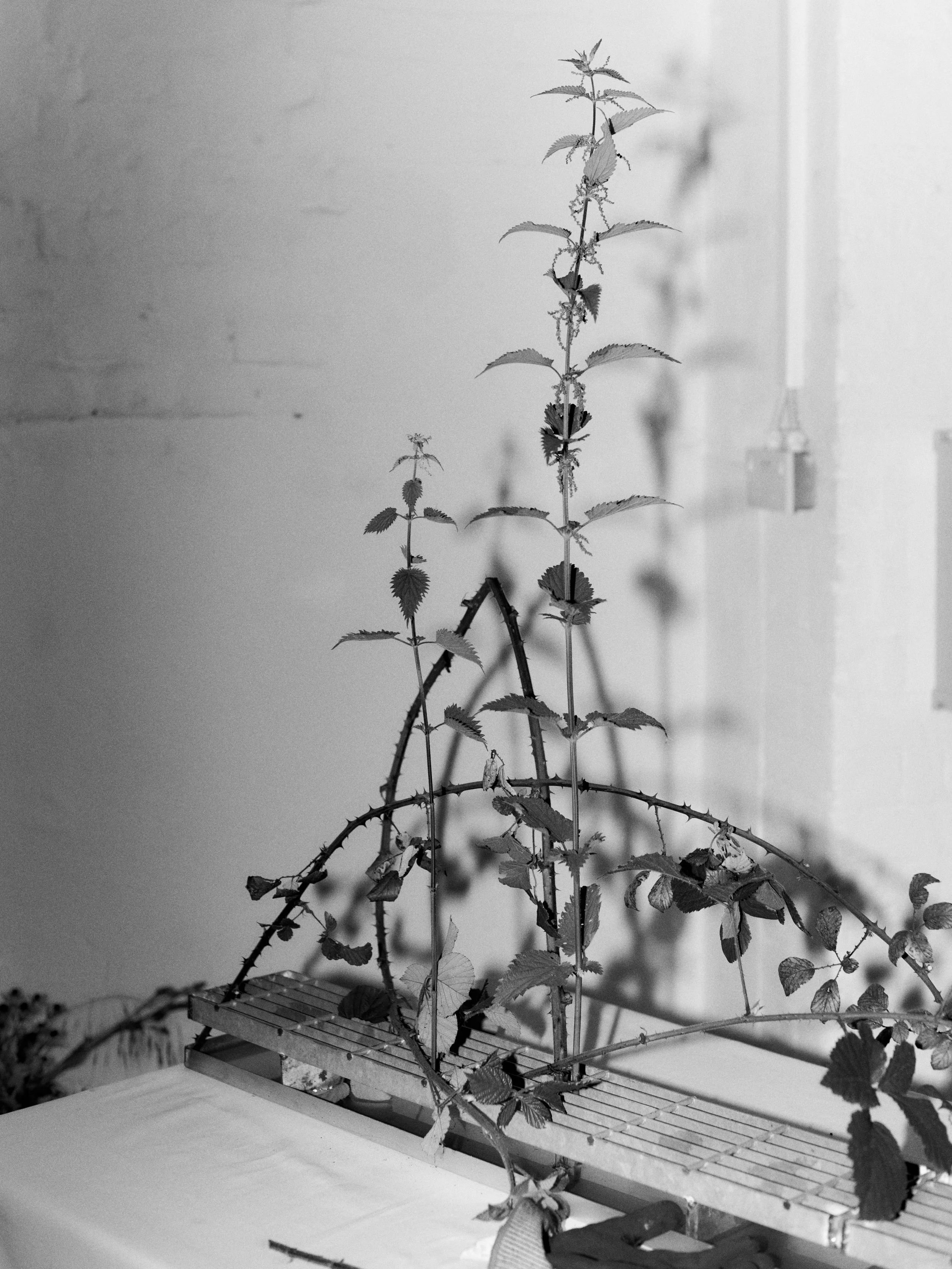 261801_FLOWERSONTHEEDGE_TILLYWACE_0527.jpg