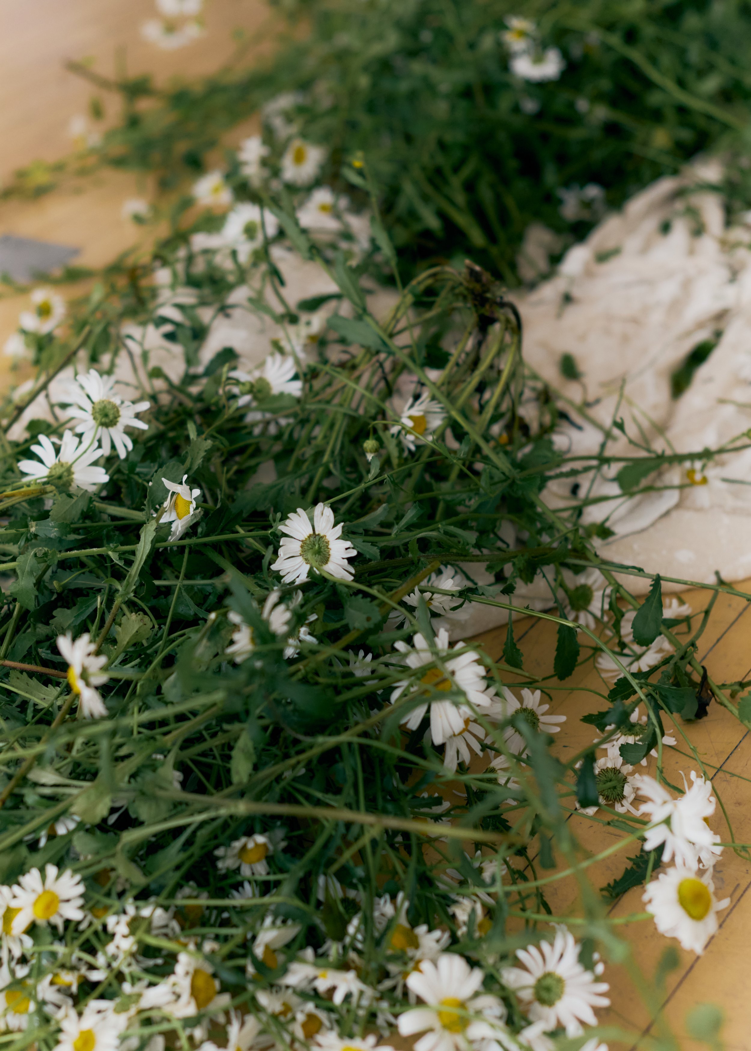 Copy of 259619_FlowersOnTheEdge_0418.jpg