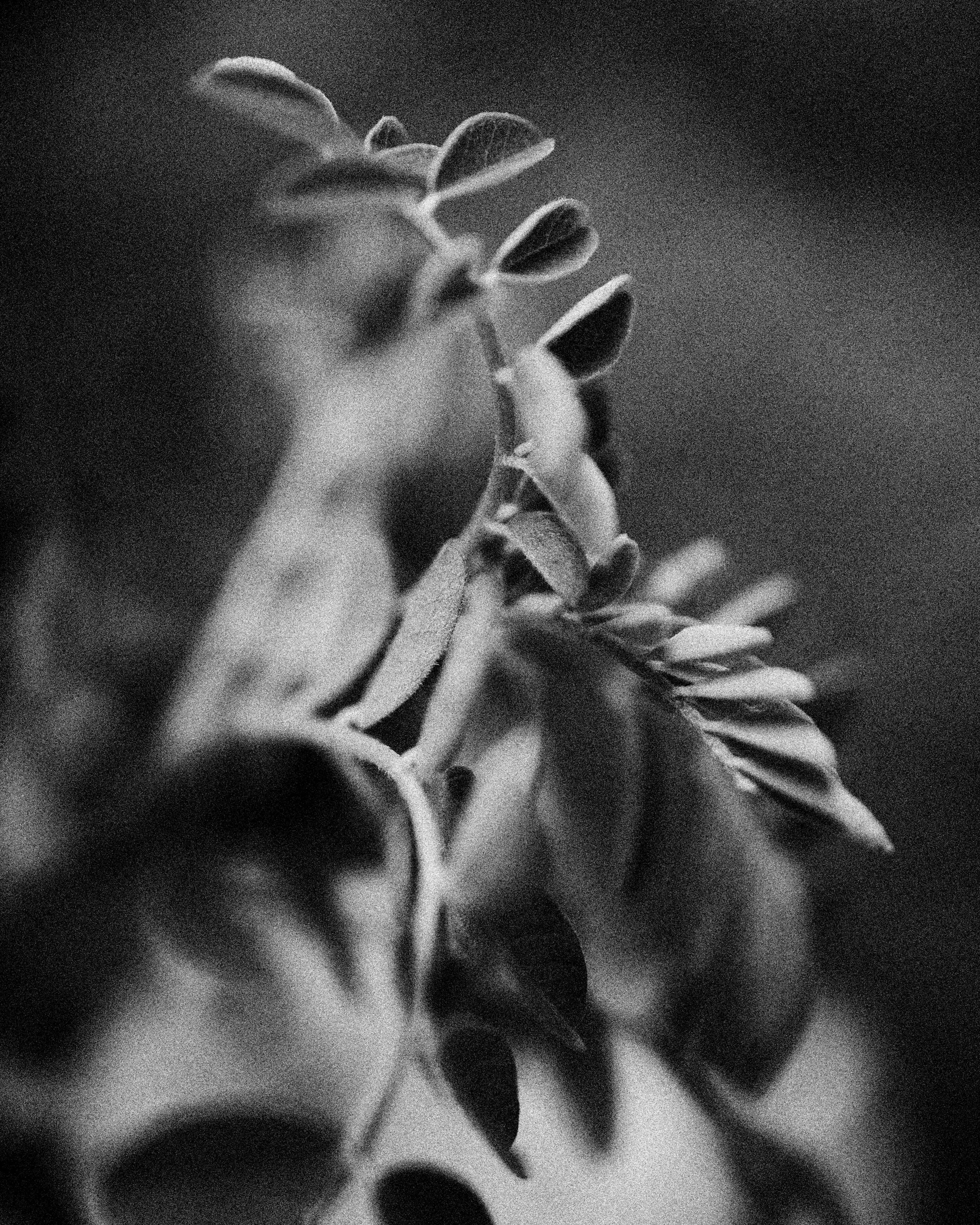261801_FLOWERSONTHEEDGE_TILLYWACE_0691.jpg