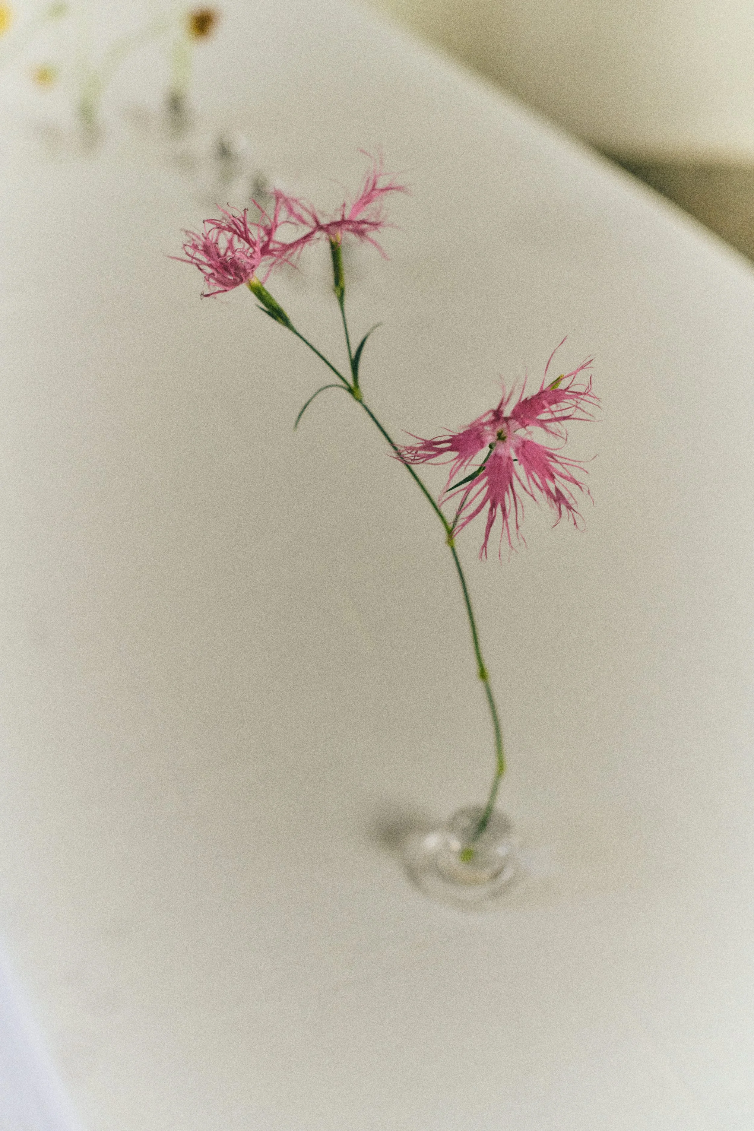 261801_FLOWERSONTHEEDGE_TILLYWACE_0429.jpg