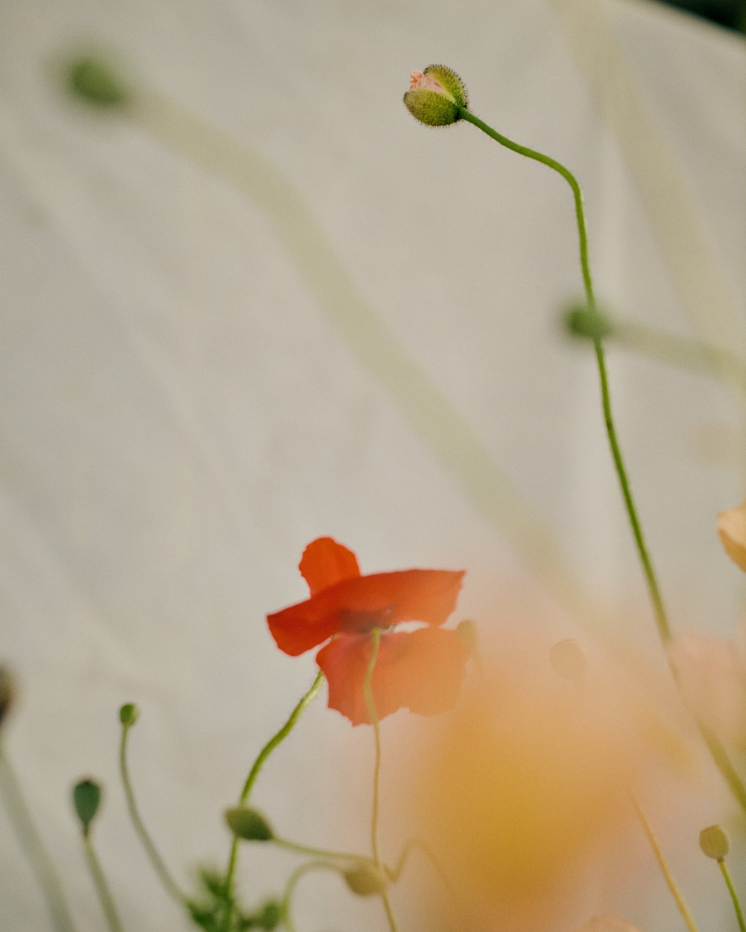 261801_FLOWERSONTHEEDGE_TILLYWACE_1725.jpg