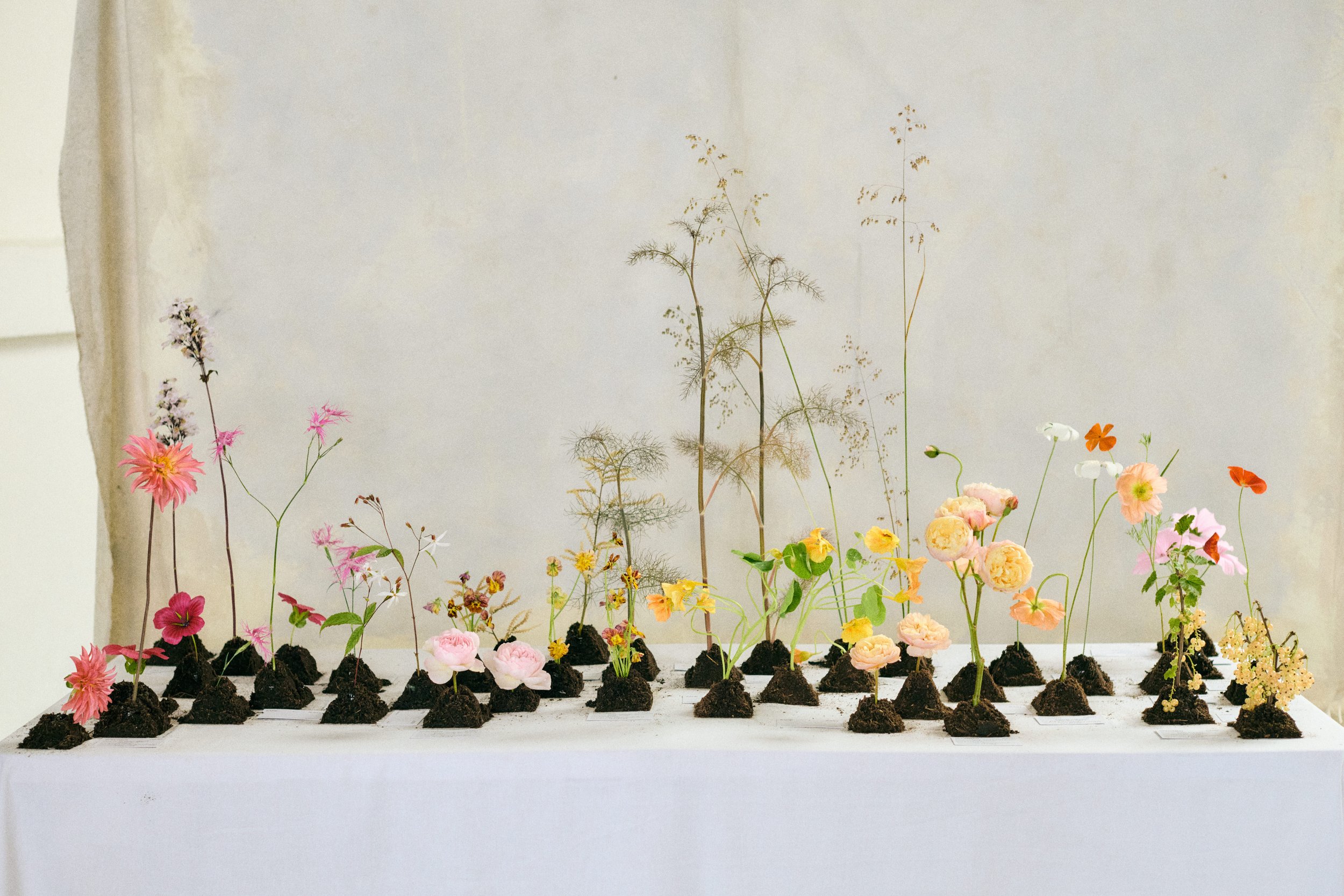 Kidge Flowers & Blowth