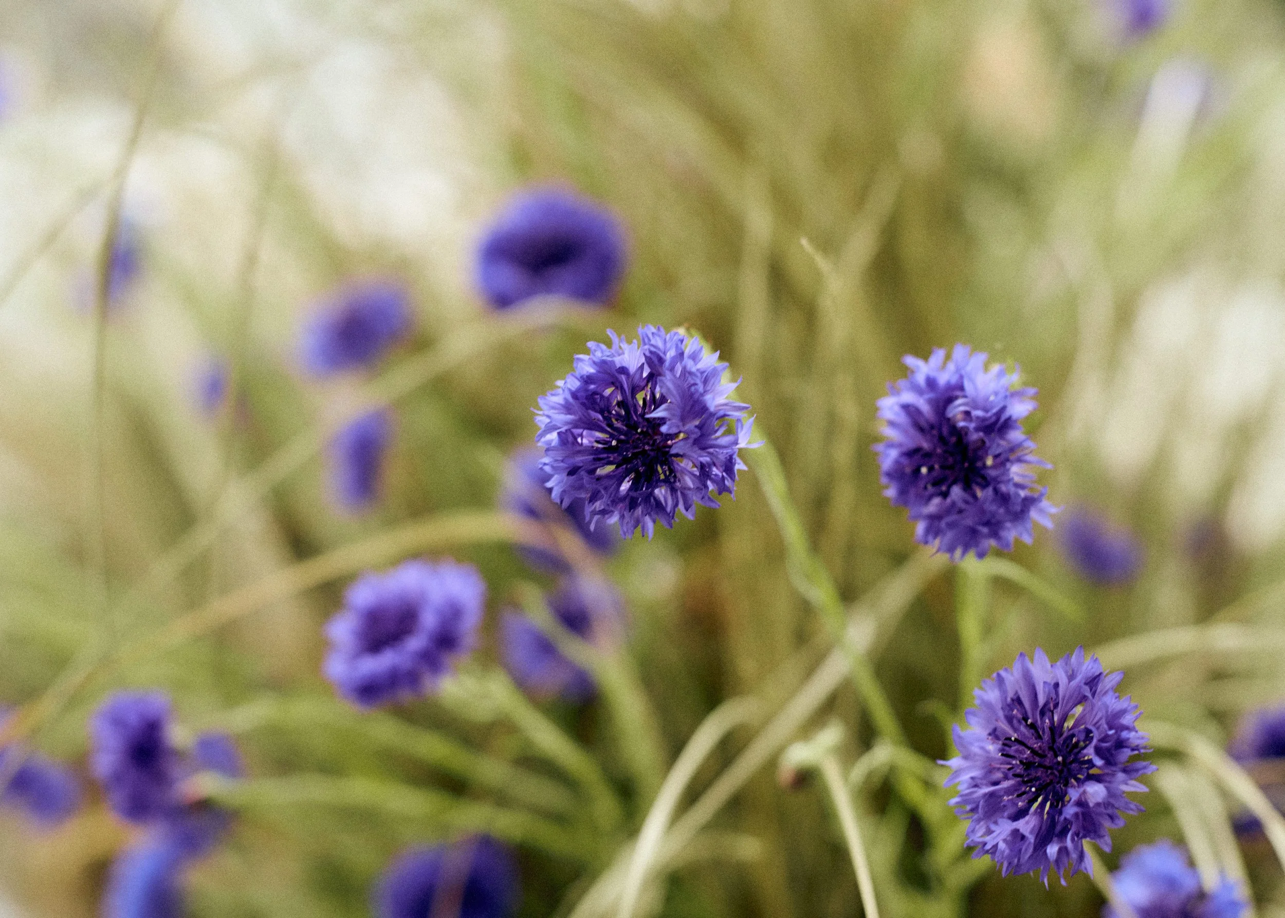 261801_FLOWERSONTHEEDGE_TILLYWACE_0830.jpg