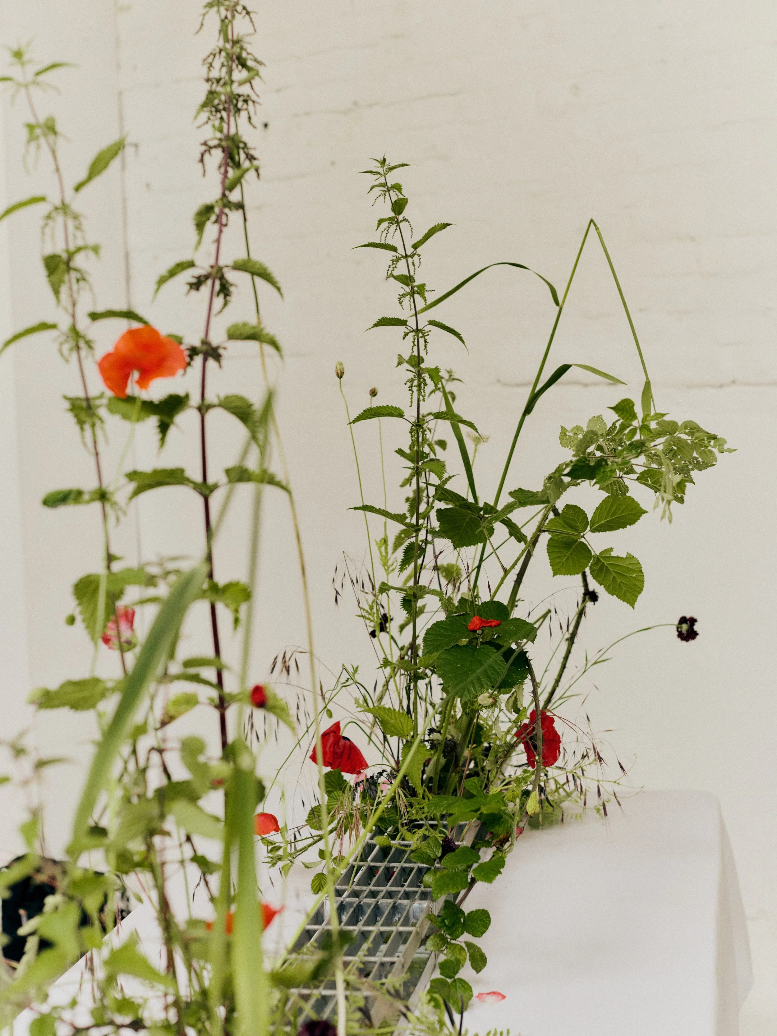 261801_FLOWERSONTHEEDGE_TILLYWACE_1569.jpg