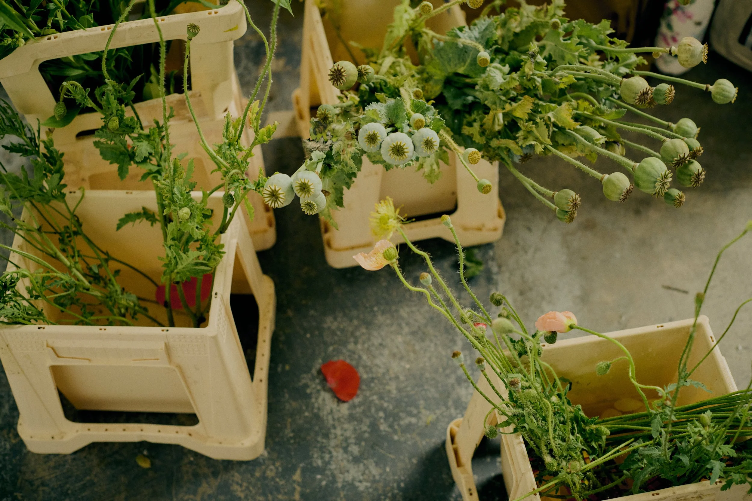 261801_FLOWERSONTHEEDGE_TILLYWACE_0754.jpg