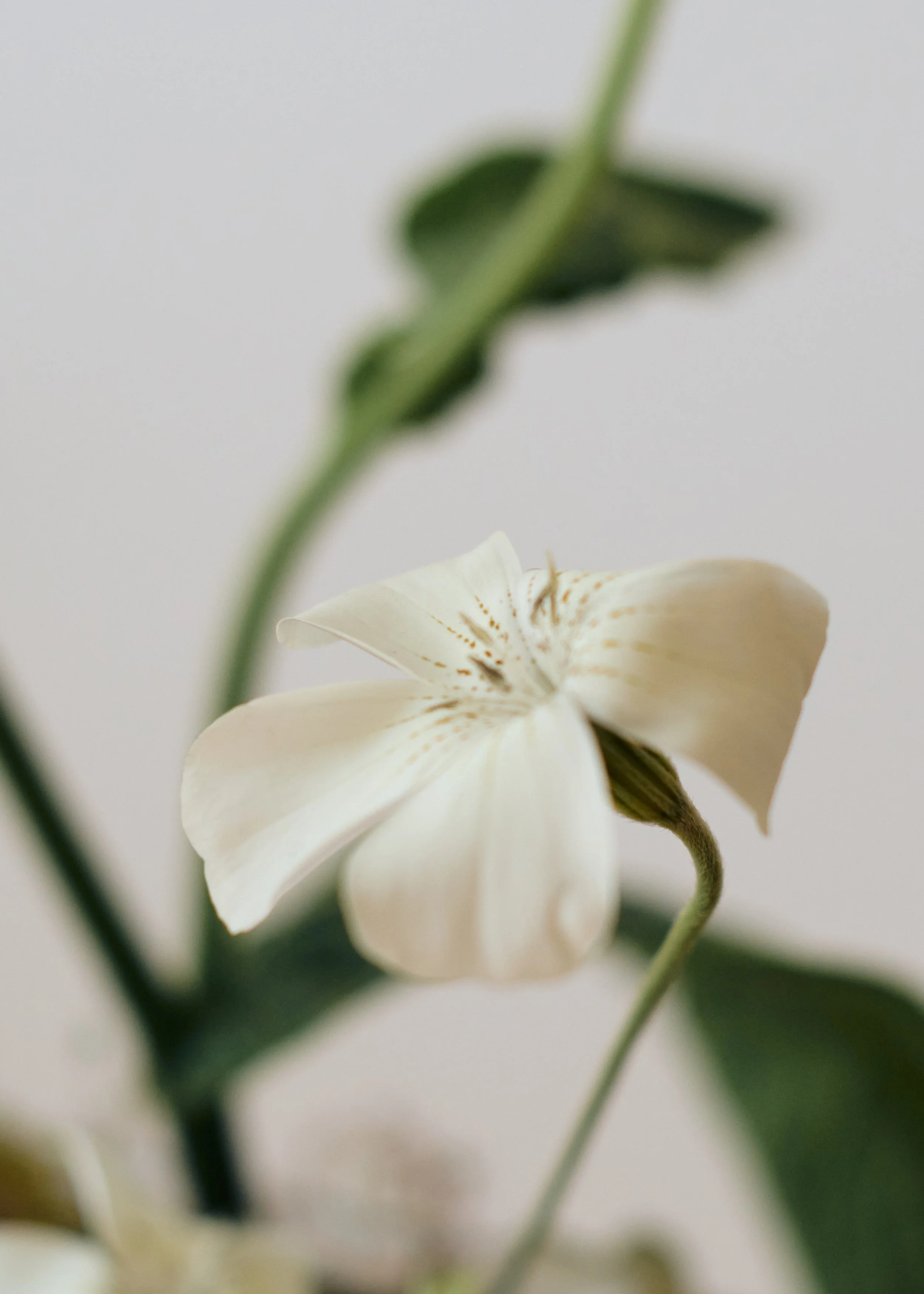 Copy of 259619_FlowersOnTheEdge_0850.jpg