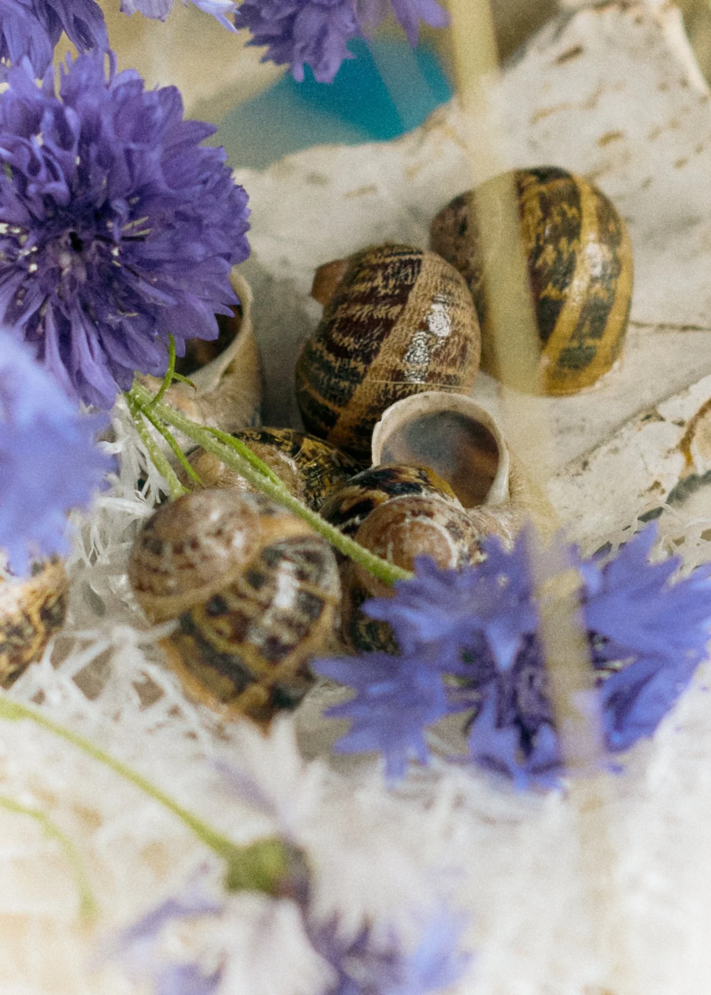 261801_FLOWERSONTHEEDGE_TILLYWACE_0868.jpg