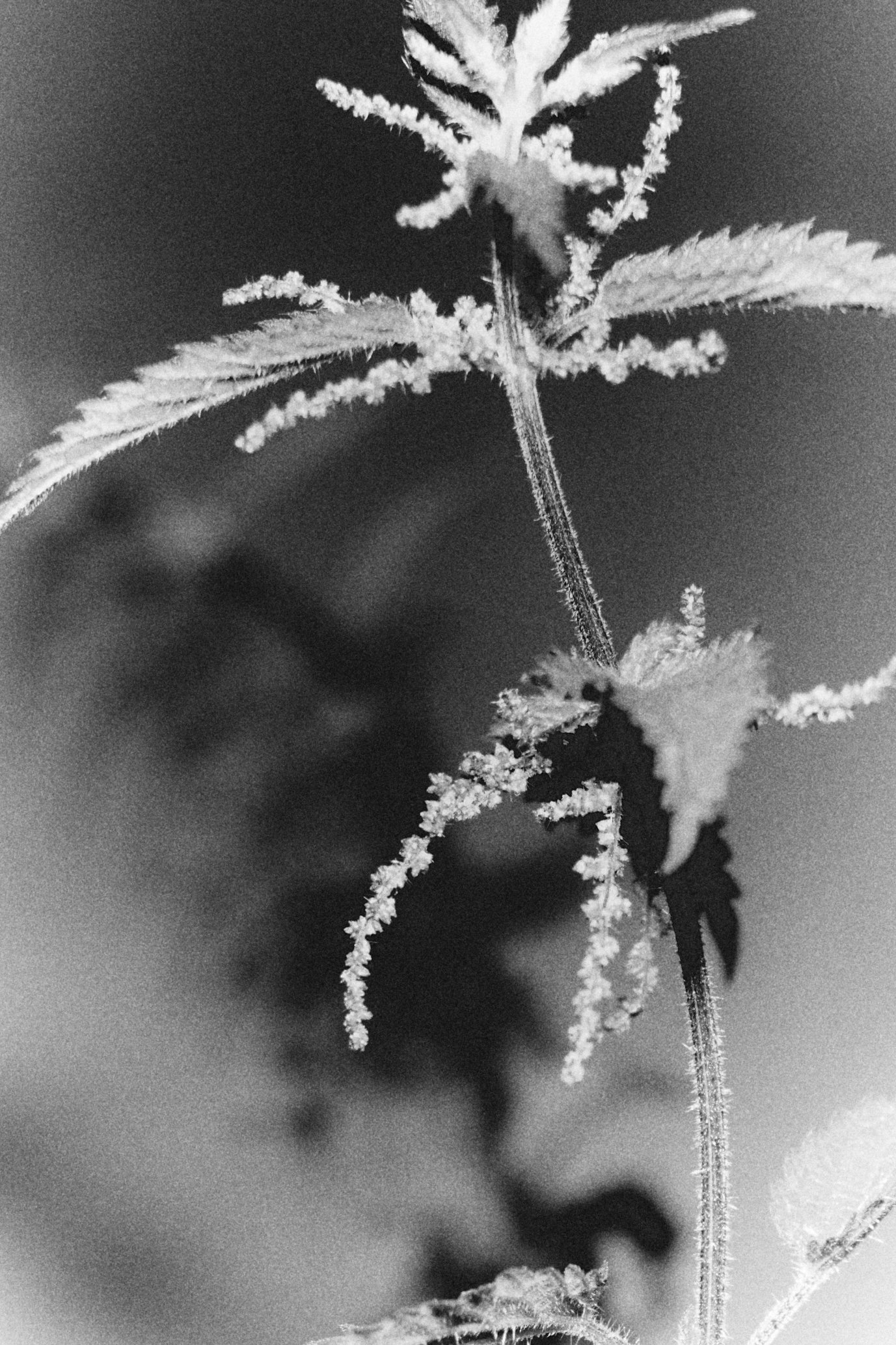 261801_FLOWERSONTHEEDGE_TILLYWACE_0528.jpg