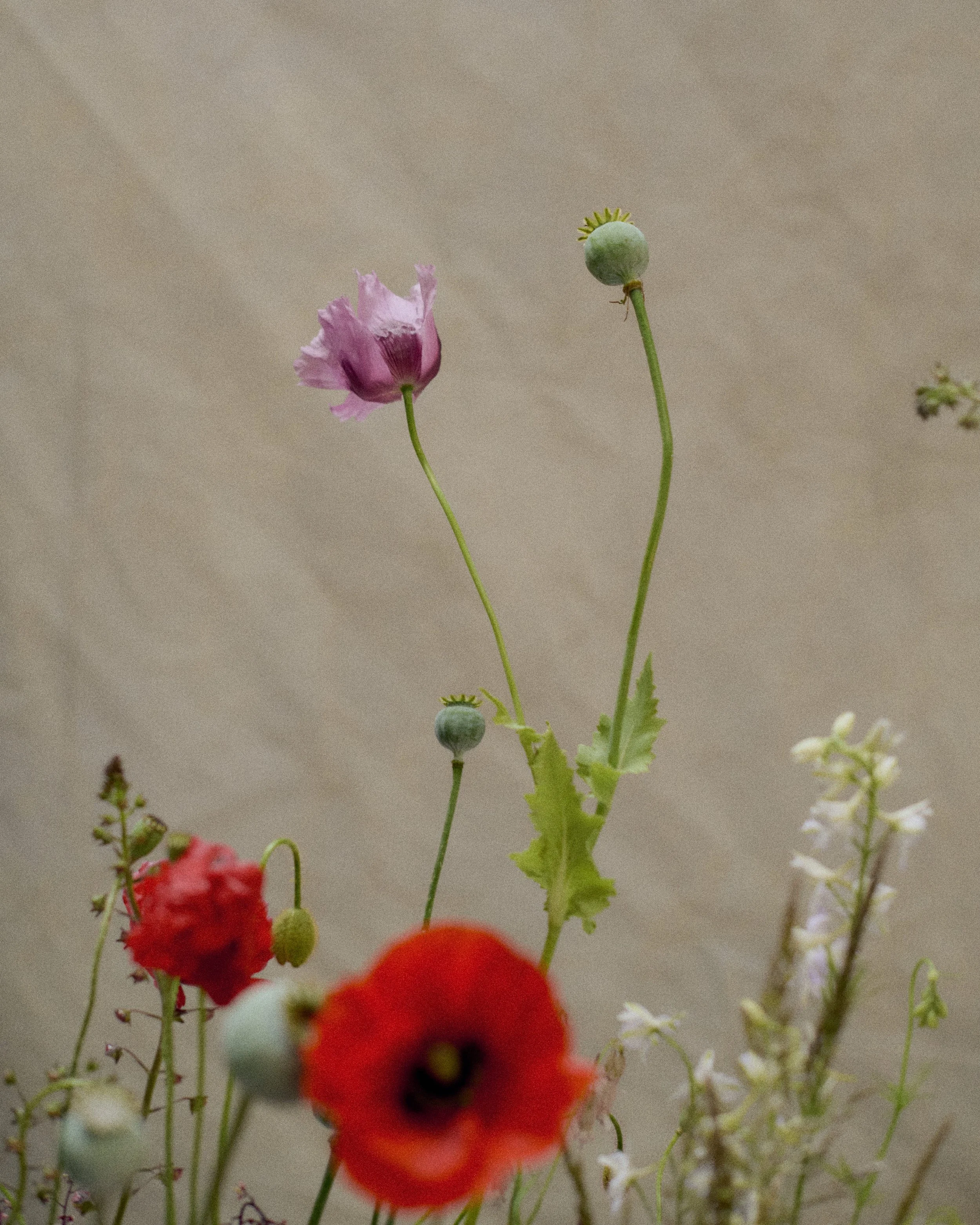 261801_FLOWERSONTHEEDGE_TILLYWACE_1765.jpg