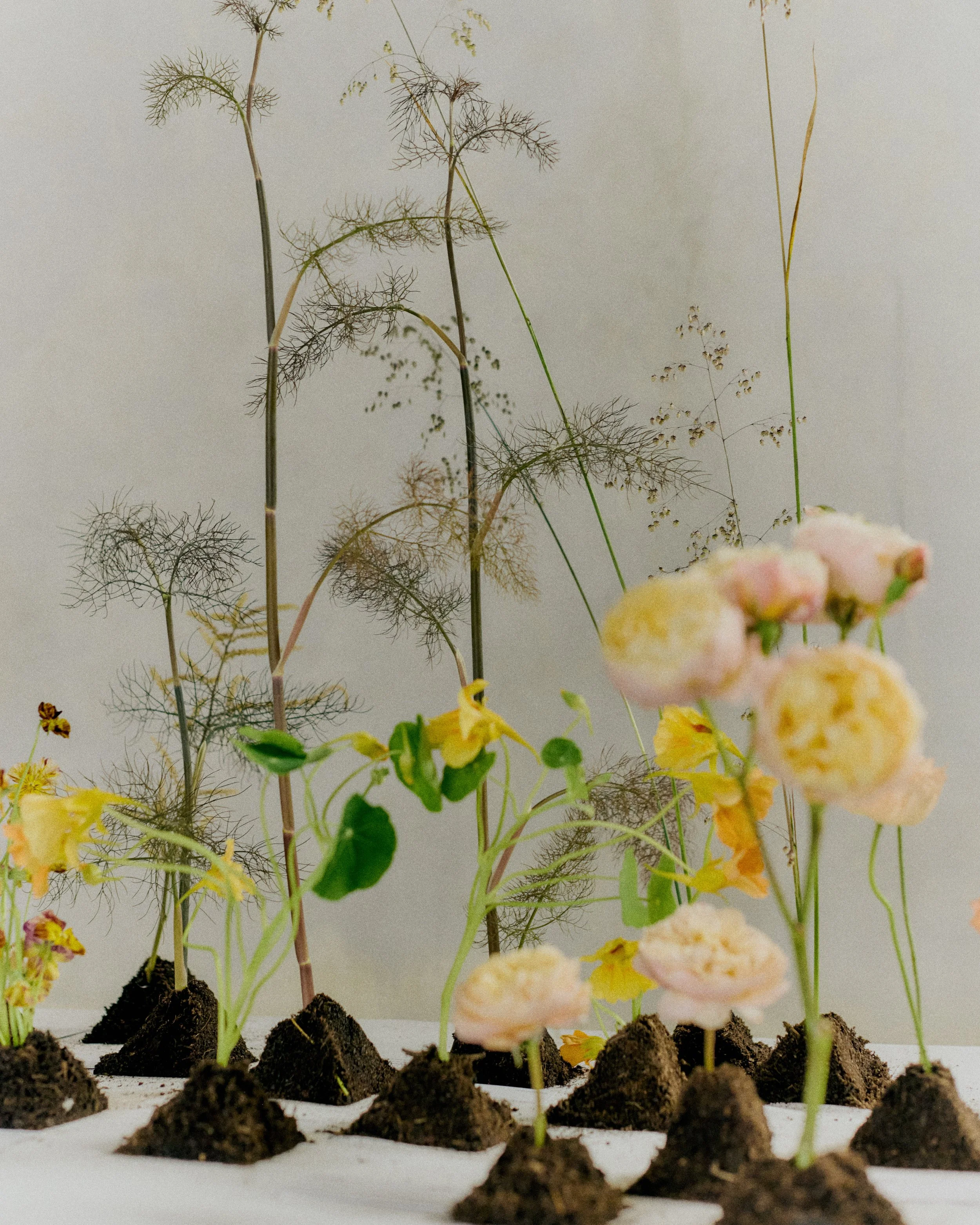 261801_FLOWERSONTHEEDGE_TILLYWACE_1096.jpg