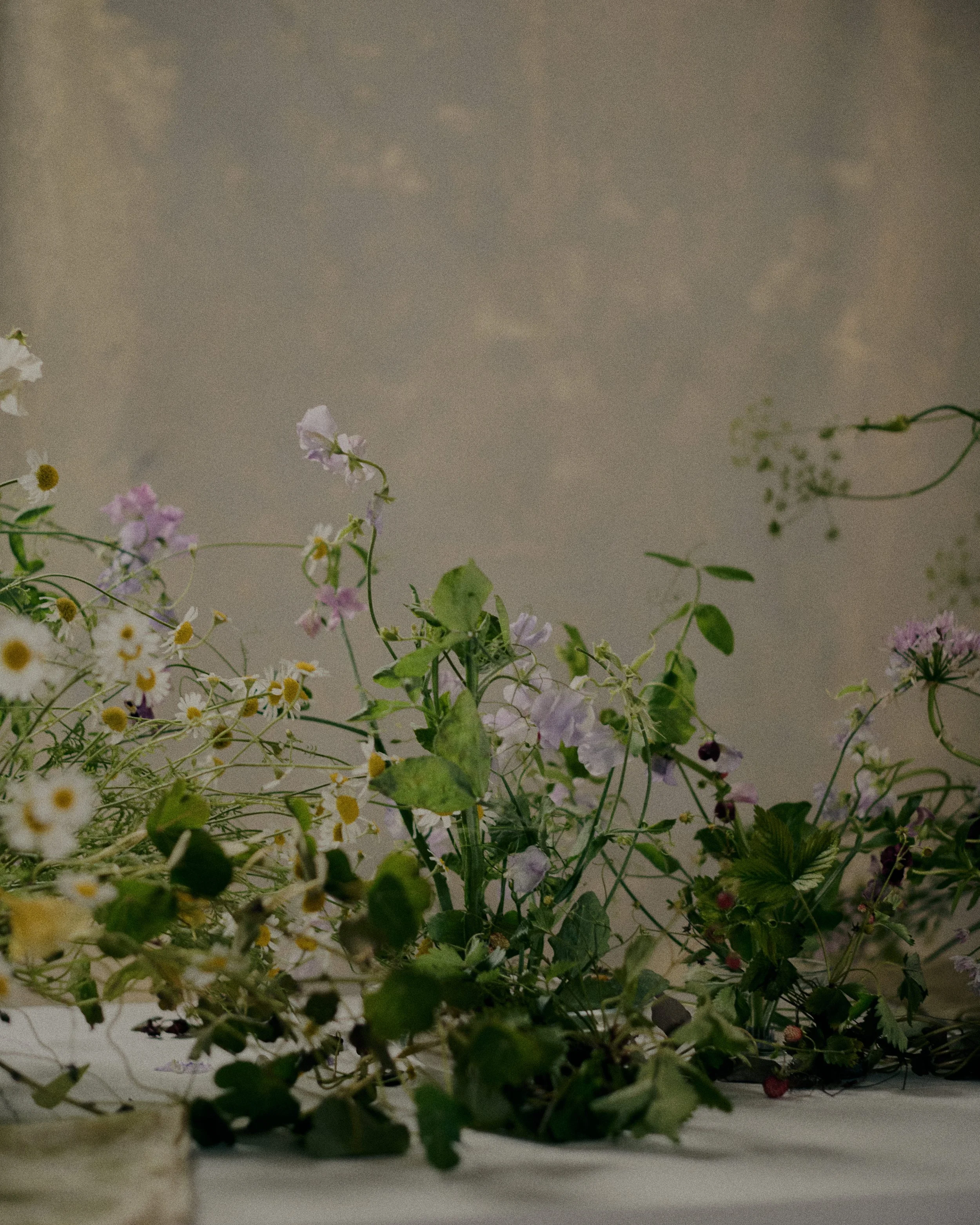 261801_FLOWERSONTHEEDGE_TILLYWACE_1851.jpg