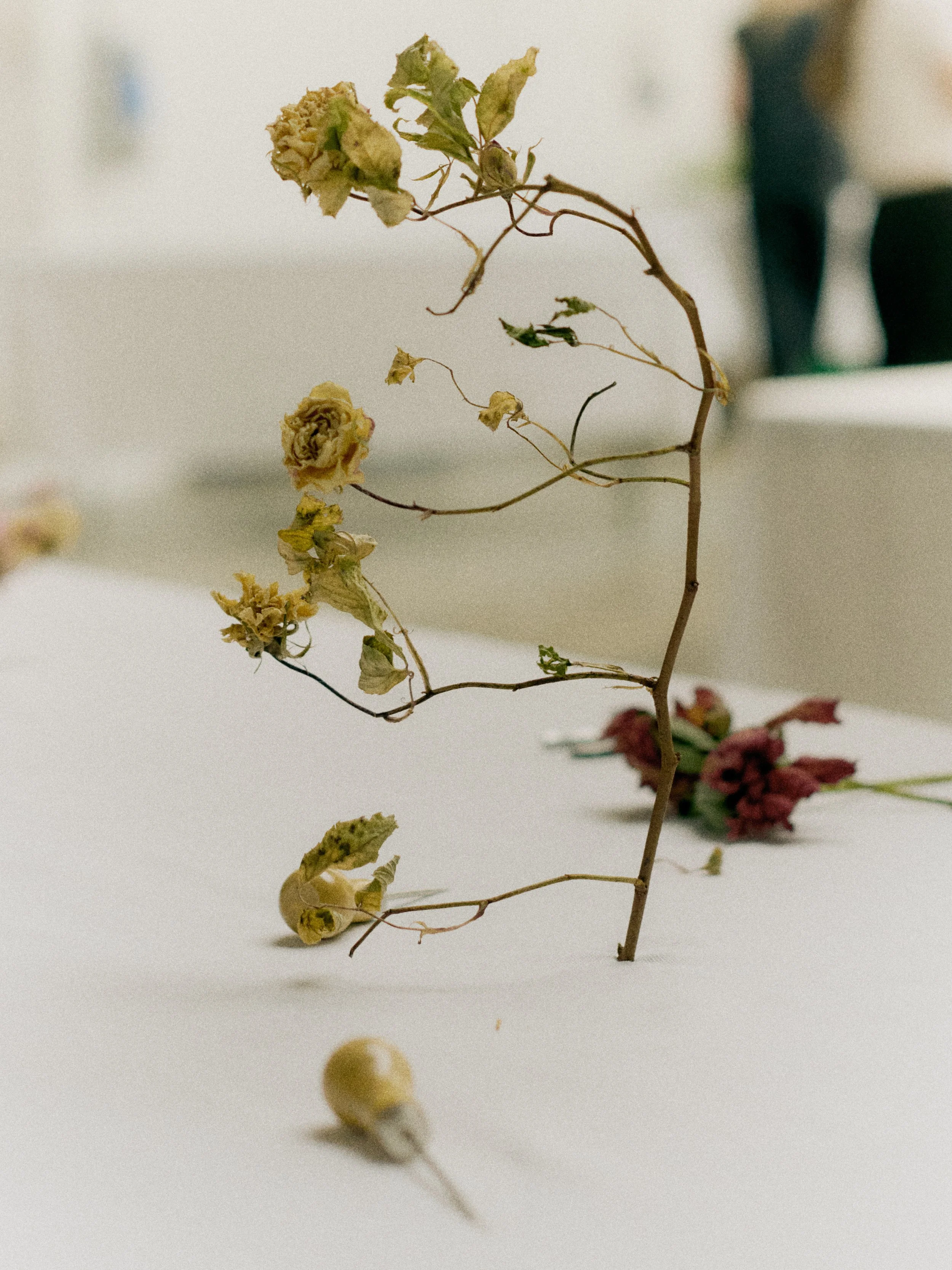 261801_FLOWERSONTHEEDGE_TILLYWACE_0344.jpg