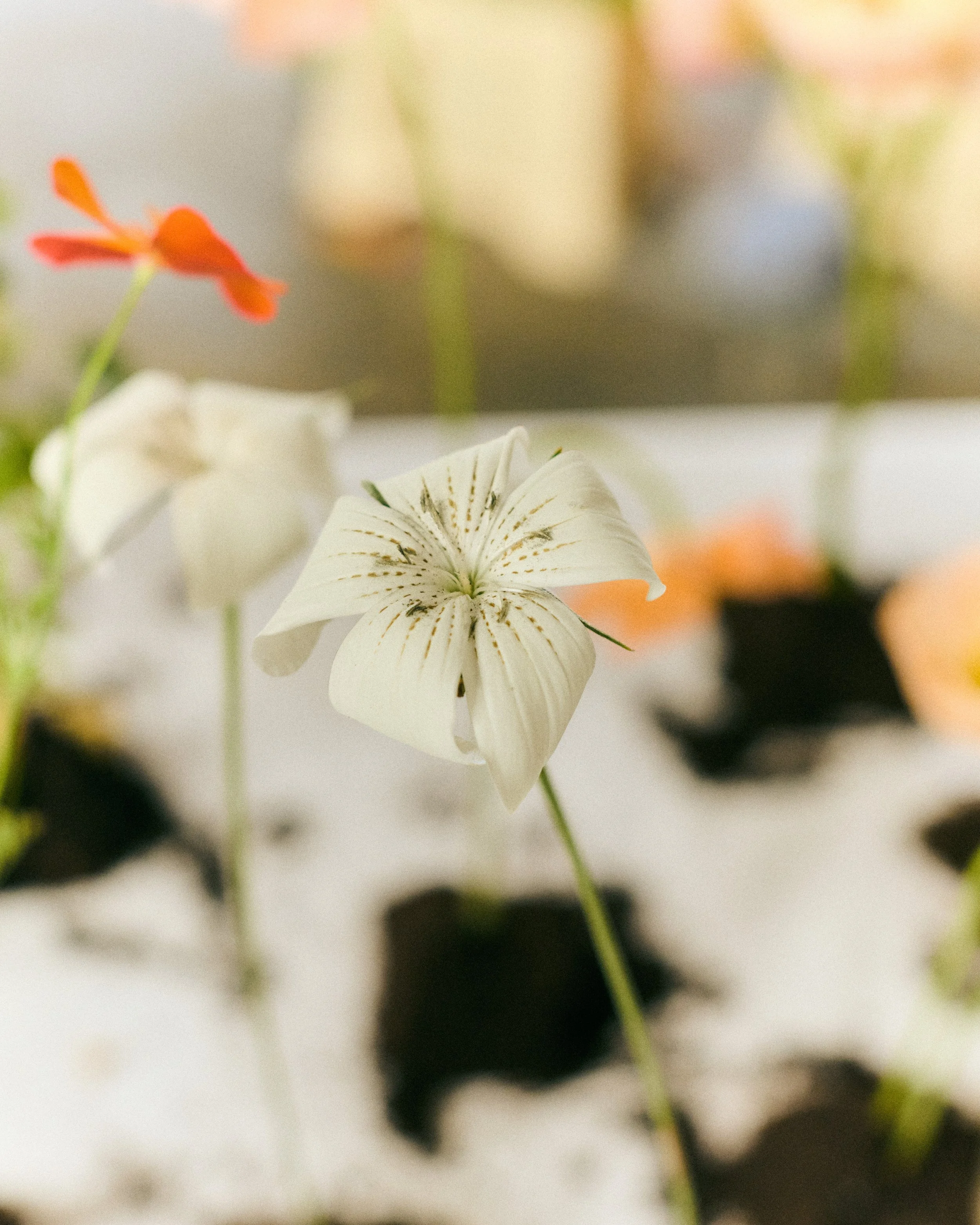 261801_FLOWERSONTHEEDGE_TILLYWACE_0750.jpg