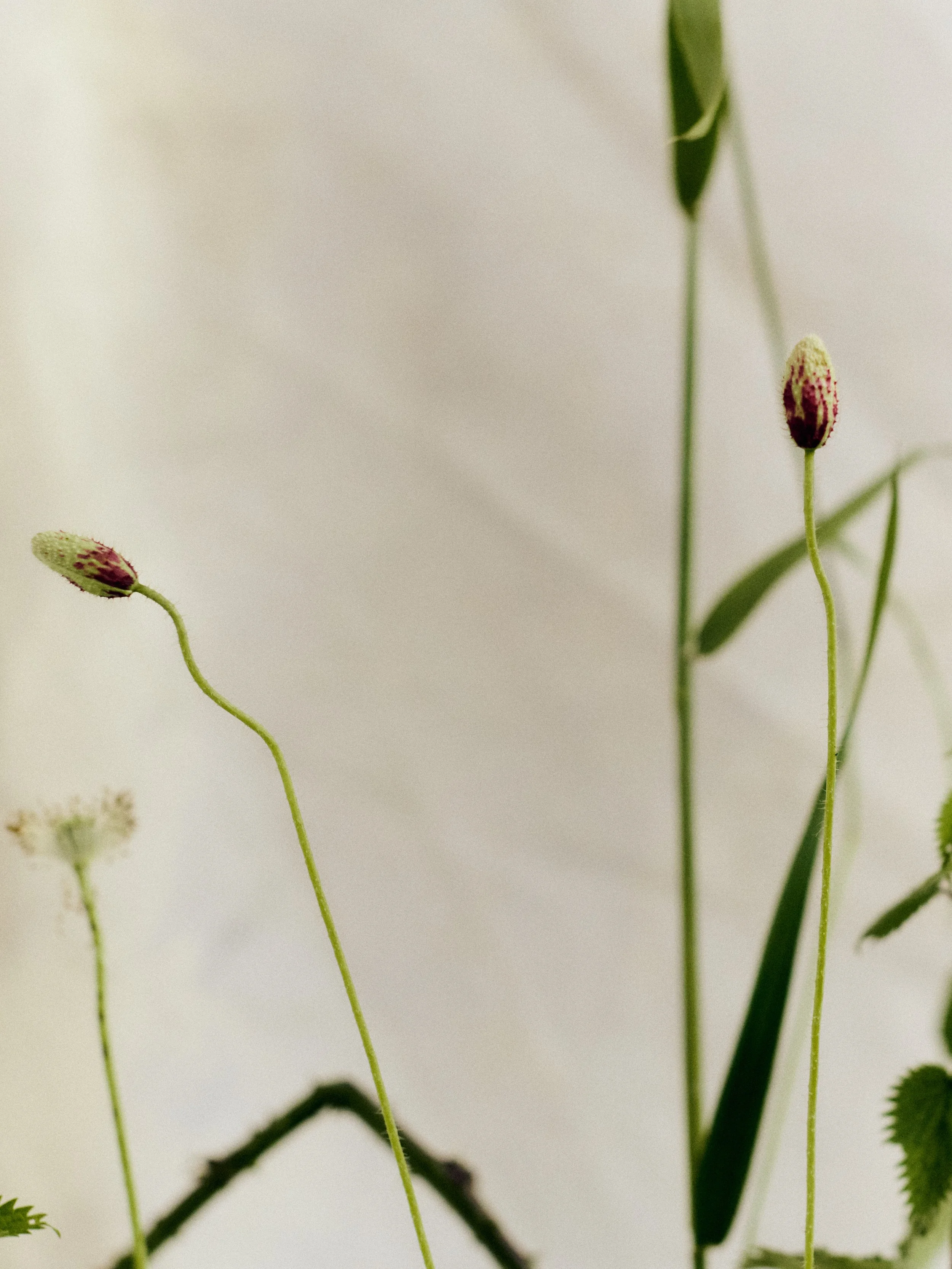 261801_FLOWERSONTHEEDGE_TILLYWACE_1551.jpg