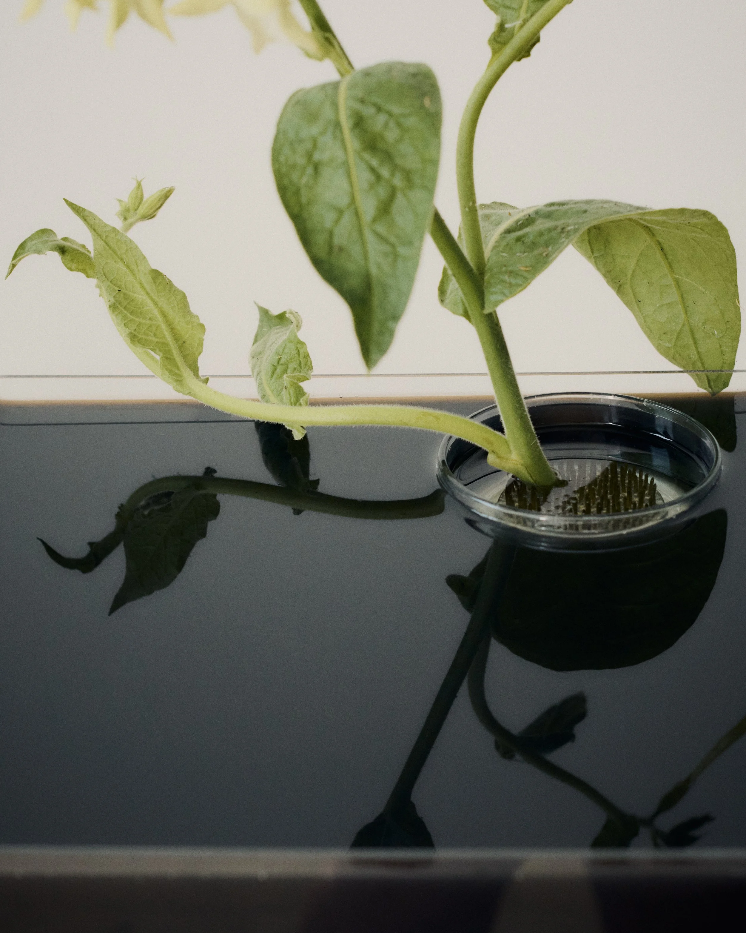 Copy of 259619_FlowersOnTheEdge_0461.jpg