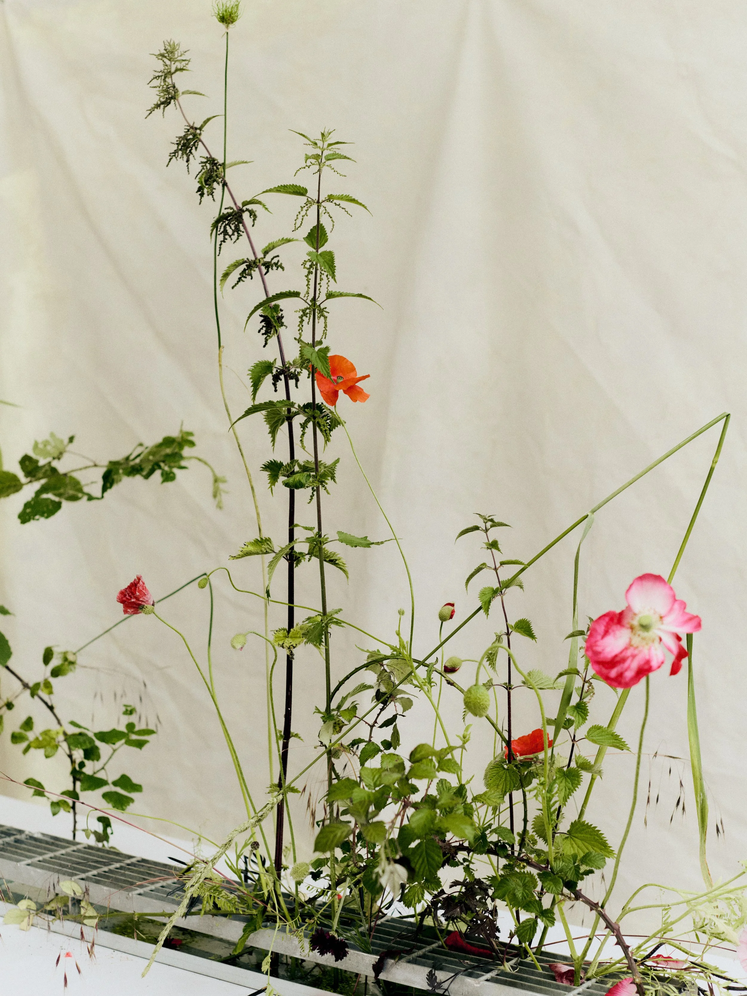 261801_FLOWERSONTHEEDGE_TILLYWACE_1545.jpg