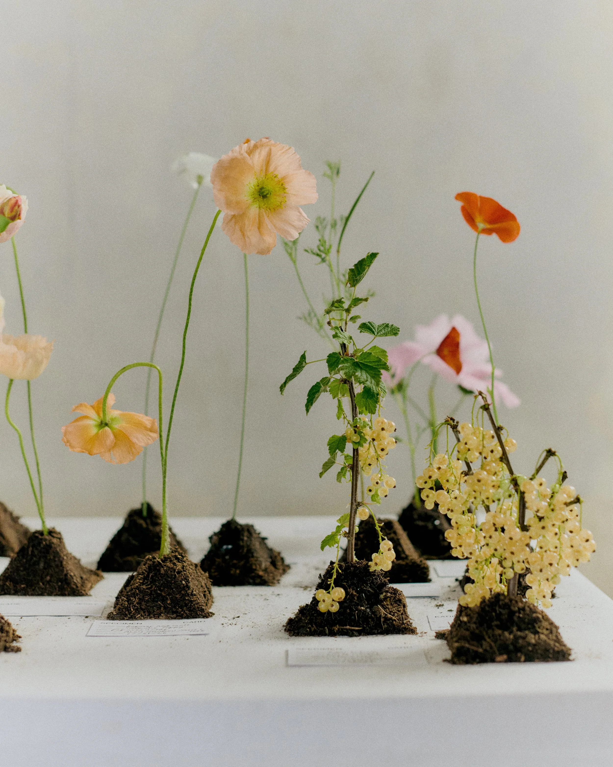 261801_FLOWERSONTHEEDGE_TILLYWACE_1095.jpg
