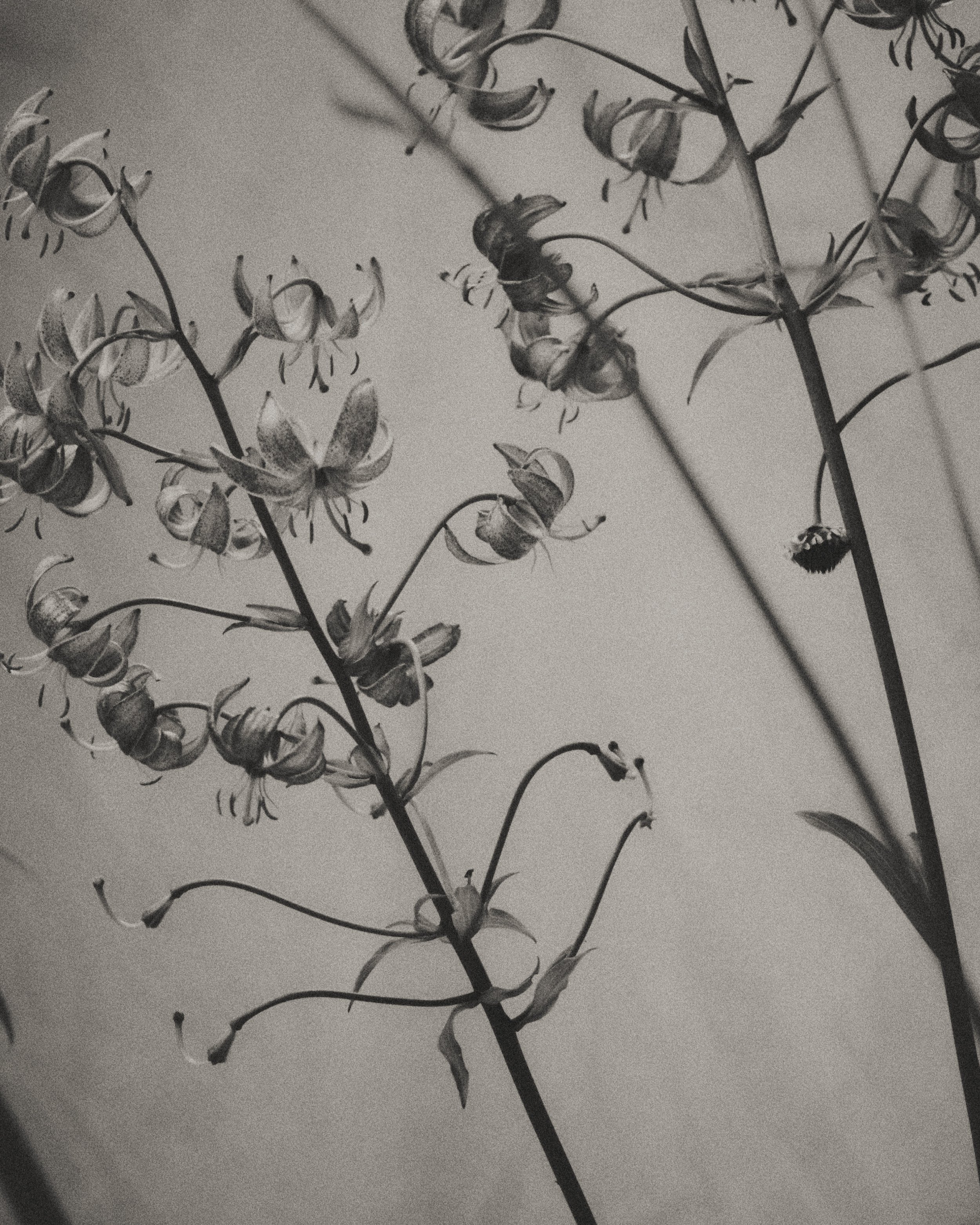 261801_FLOWERSONTHEEDGE_TILLYWACE_0903.jpg