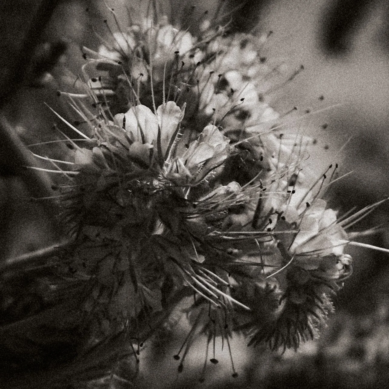 261801_FLOWERSONTHEEDGE_TILLYWACE_1395.jpg