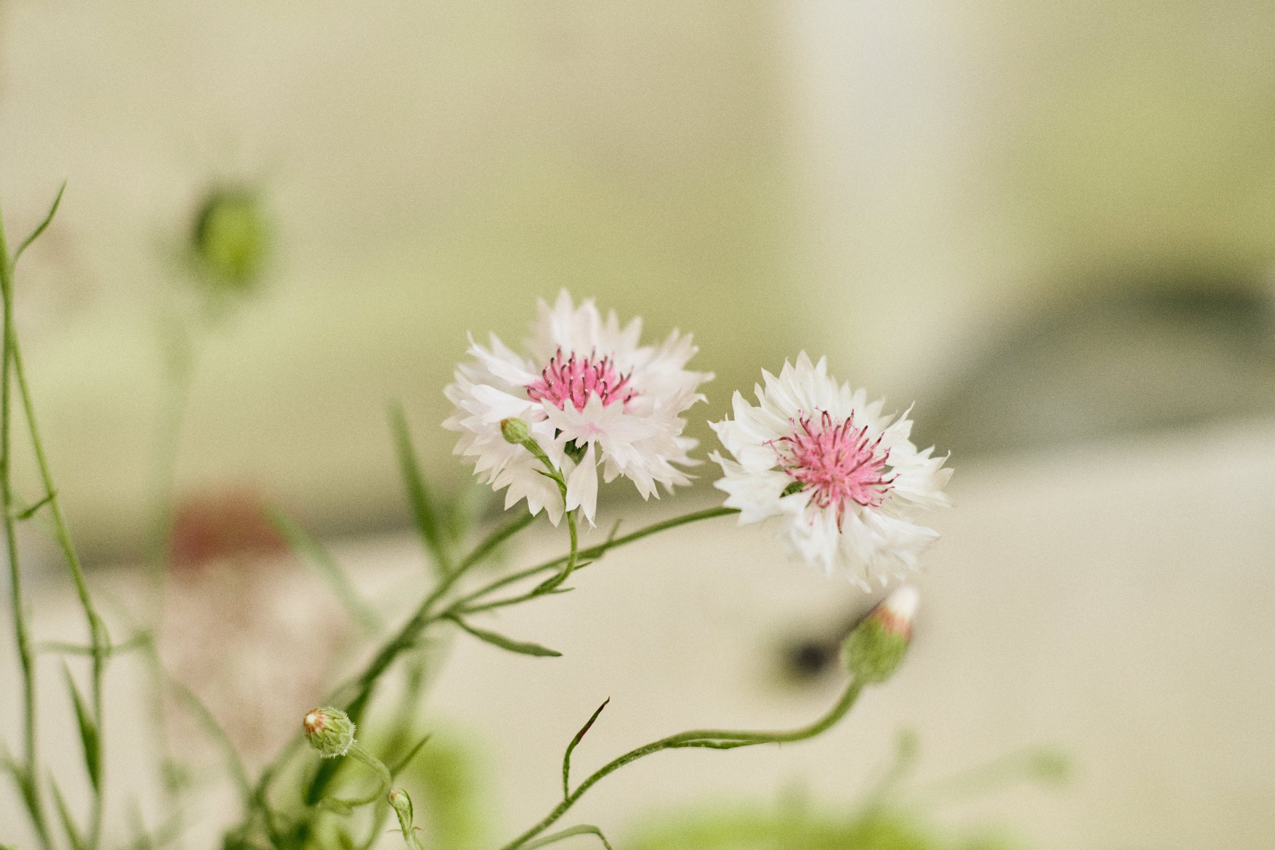 261801_FLOWERSONTHEEDGE_TILLYWACE_1592.jpg